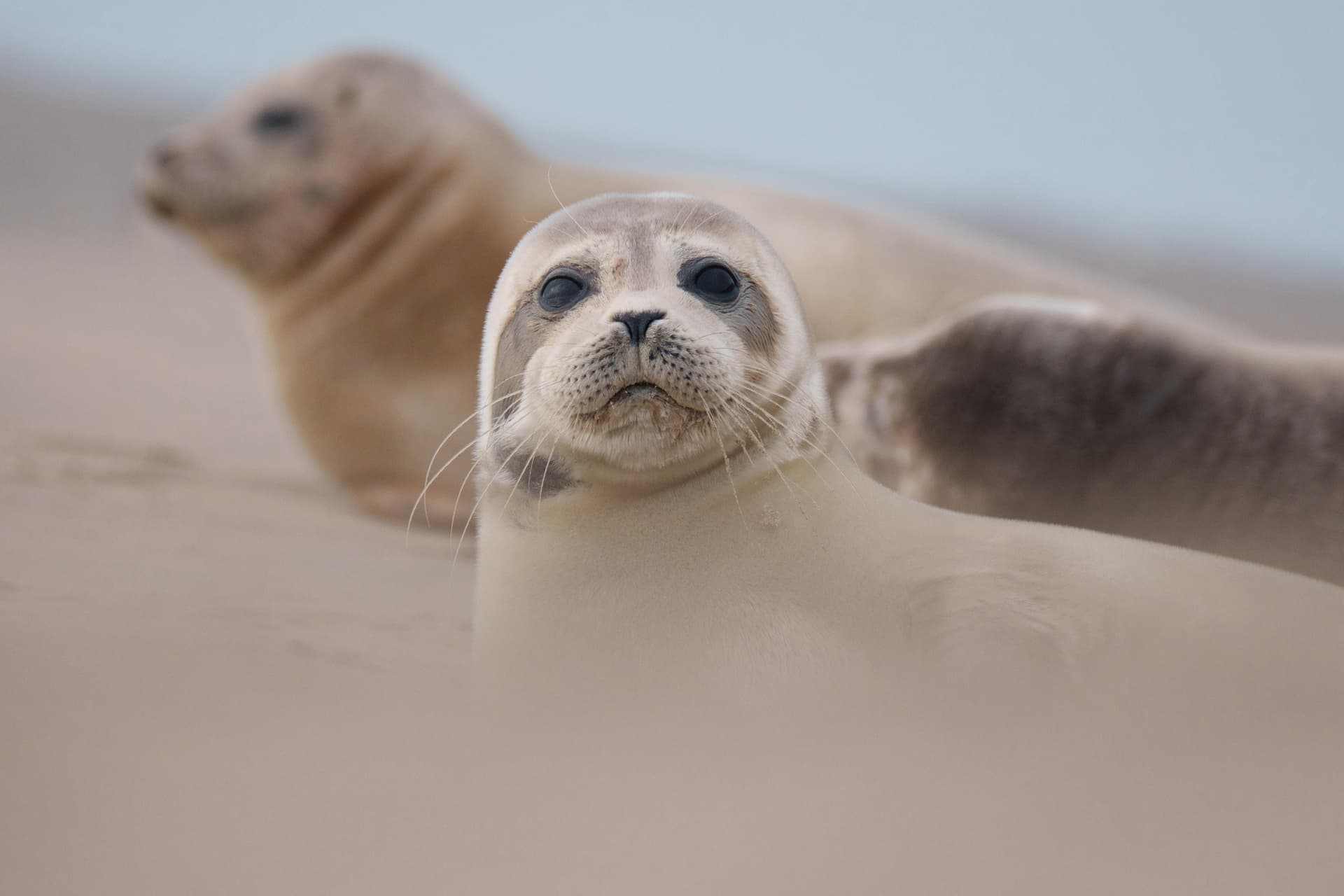 Two harbour seals rest together on a pale sand dune, the nearer one lifting its head to look straight ahead