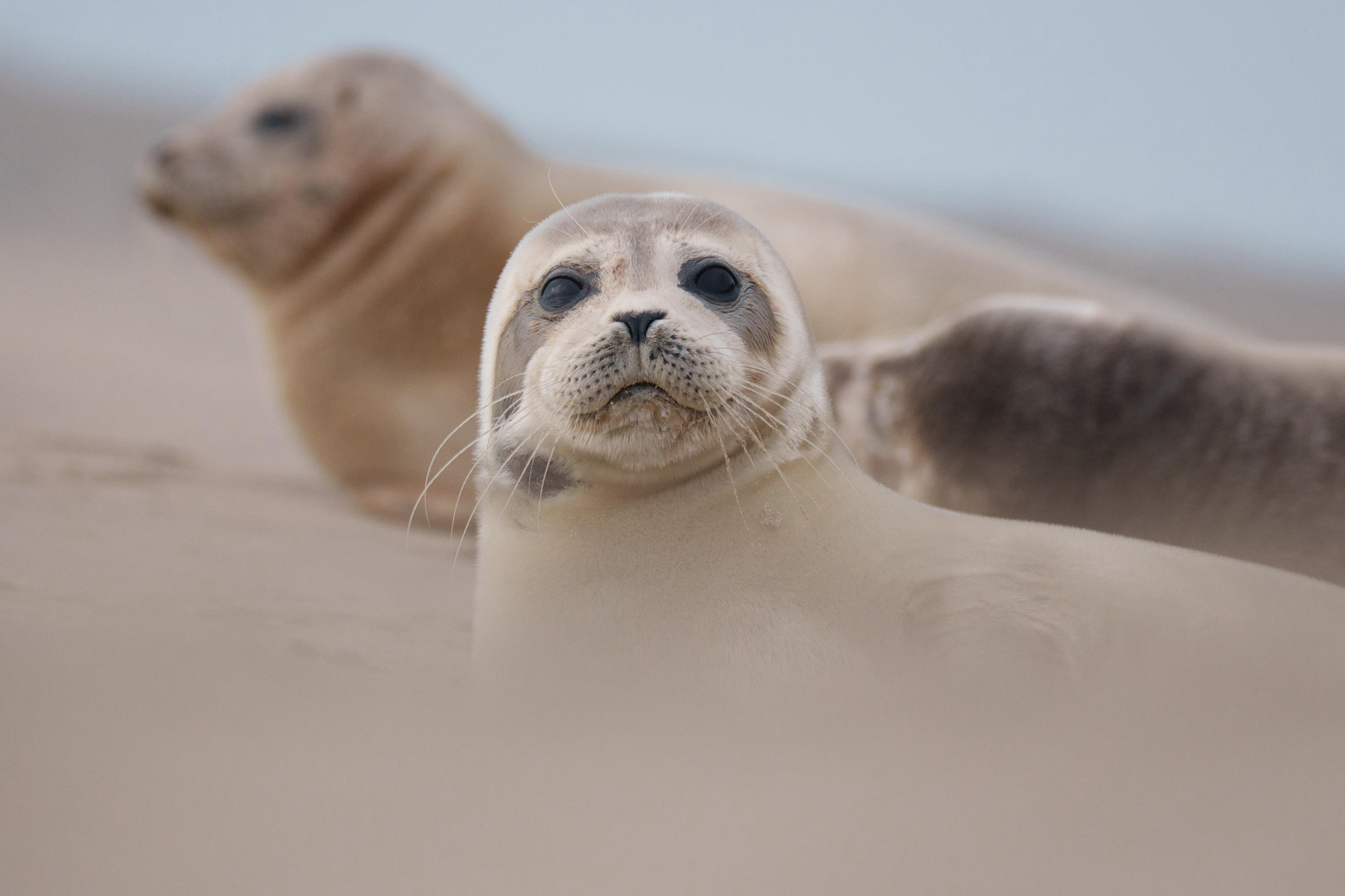 Two harbour seals rest together on a pale sand dune, the nearer one lifting its head to look straight ahead