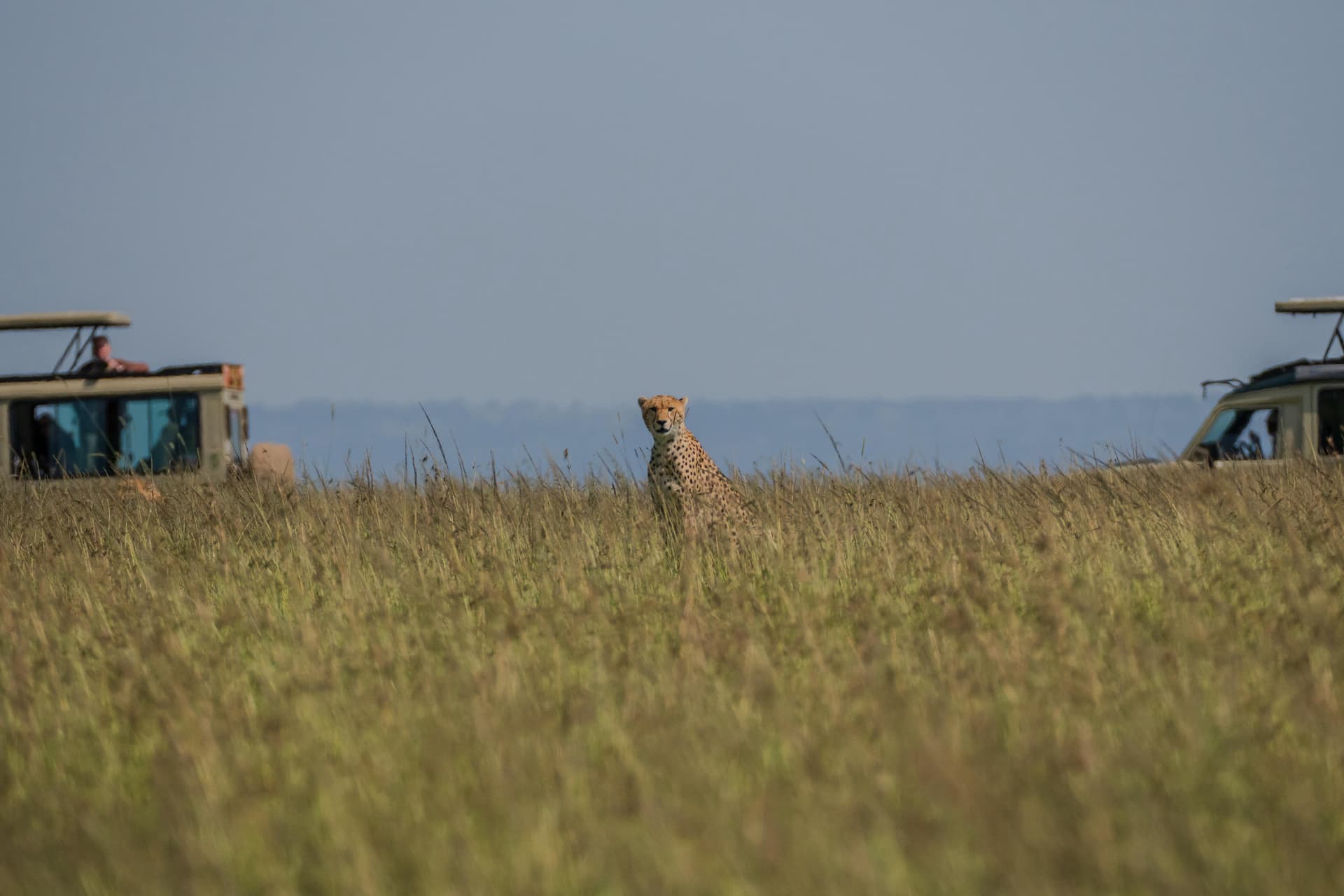 Plants stories from Untold Wildlife
