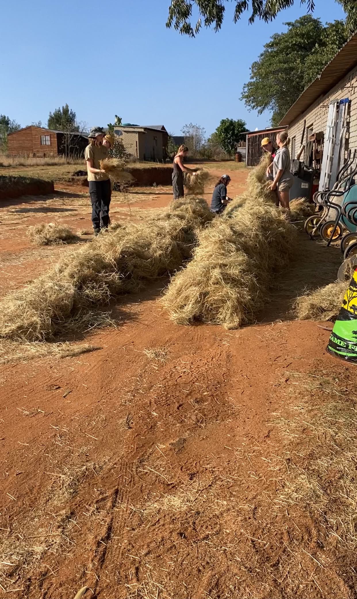 Hay being prepared for the camp animals