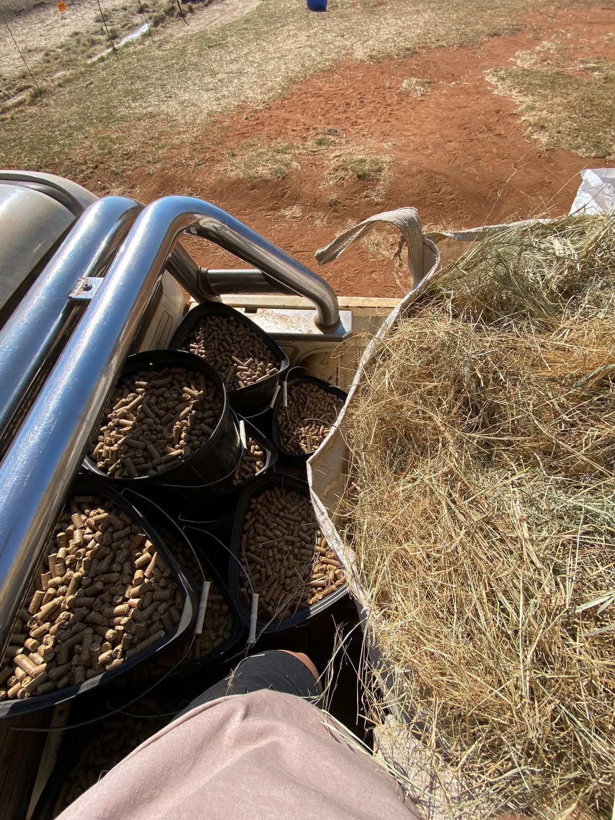 Hay and buckets of pellets loaded into a vehicle for the reserve feeding round