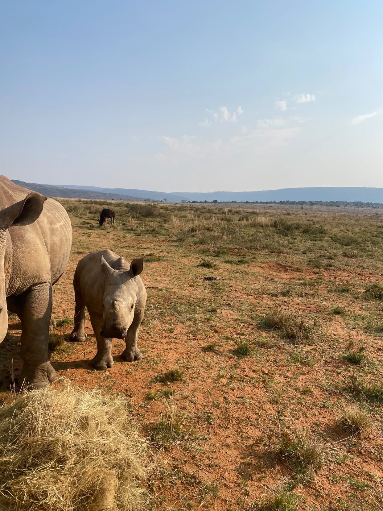 A rhino on the reserve during a feeding and monitoring visit