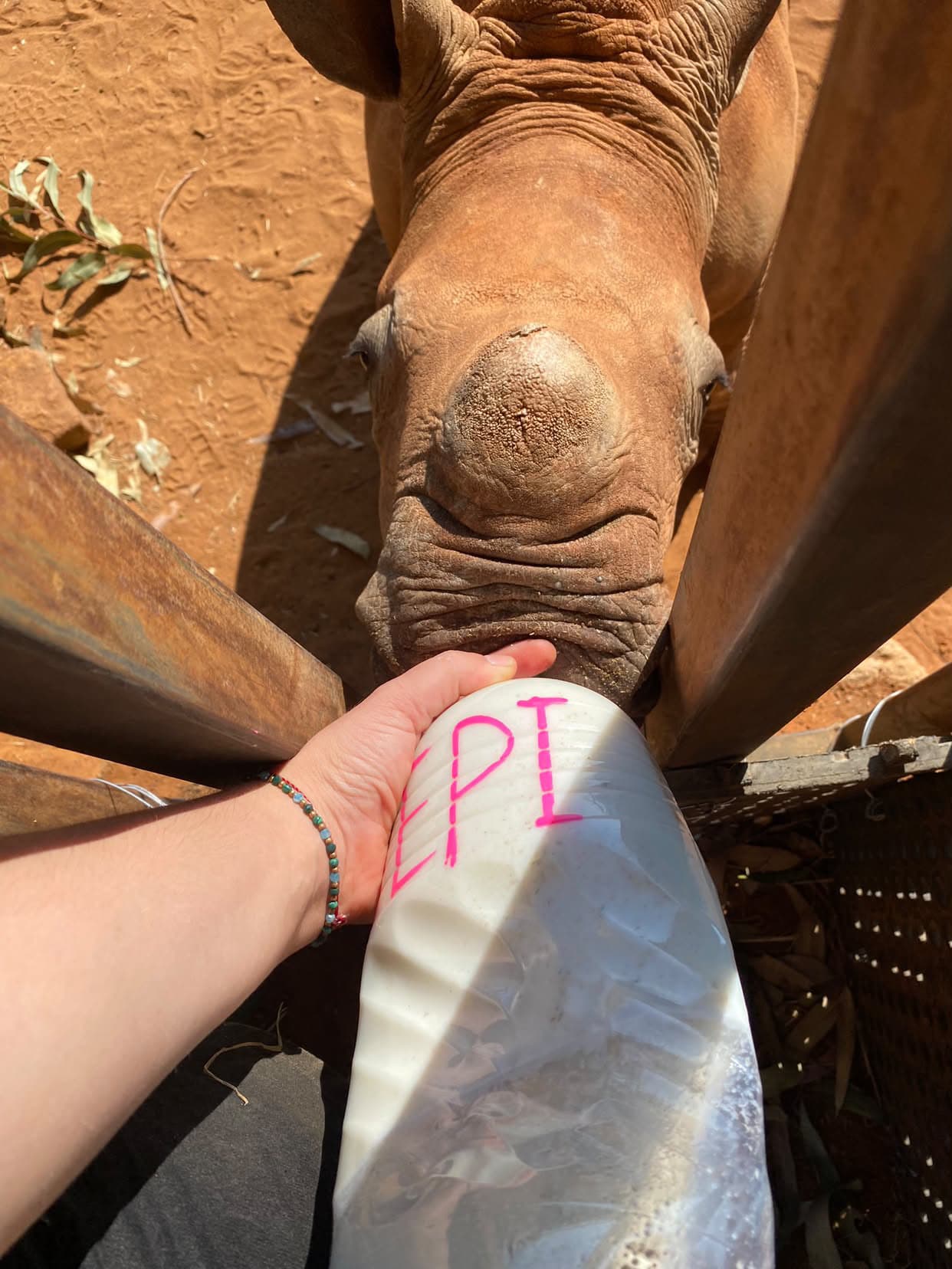 The orphan rhino at the rehabilitation facility