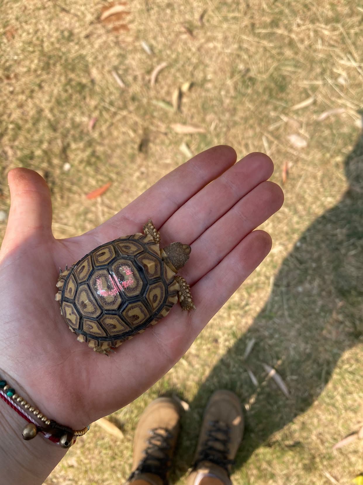A young leopard tortoise held in a hand during check-up day