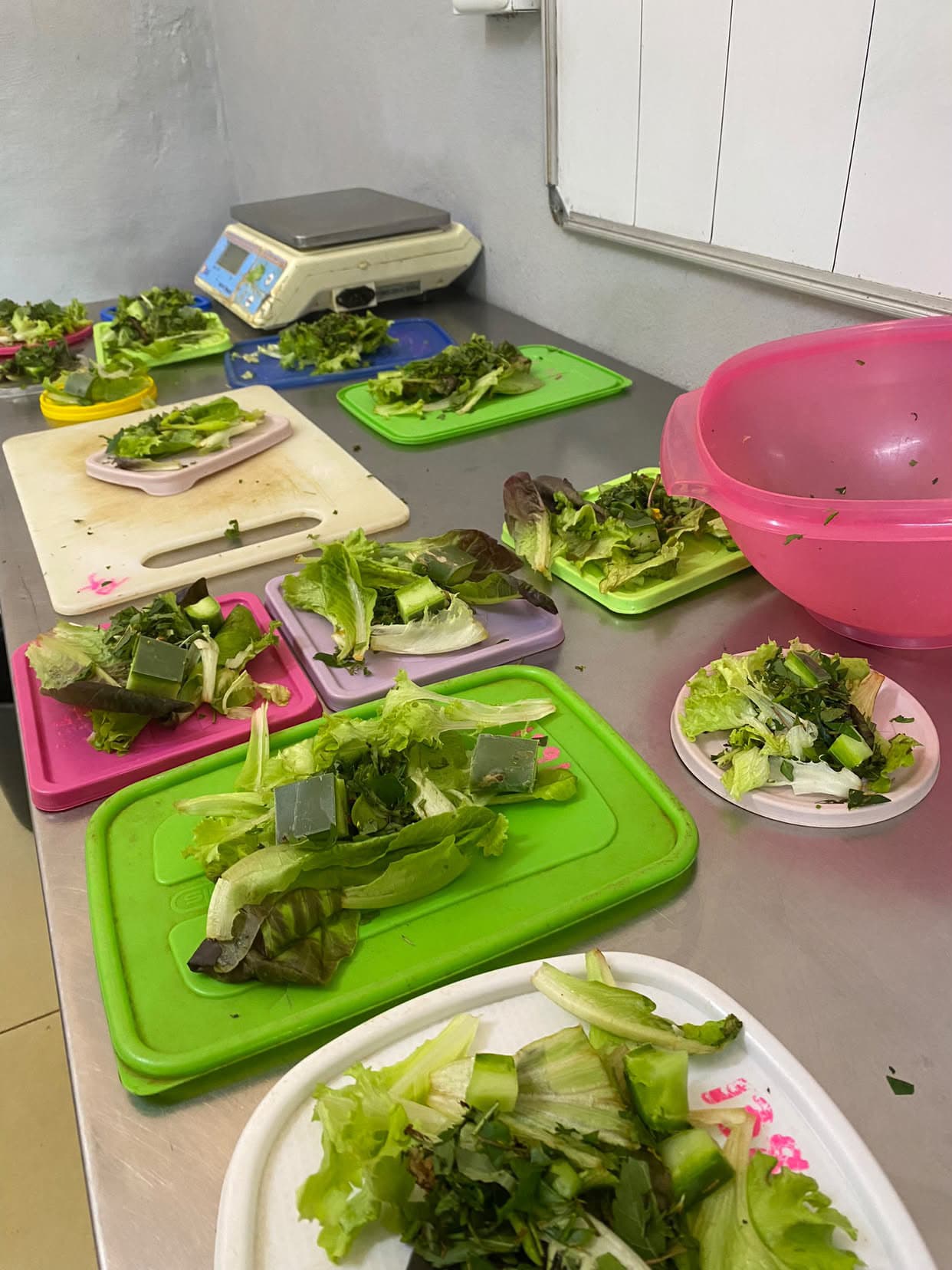 Chopped greens prepared for the tortoises' dinner