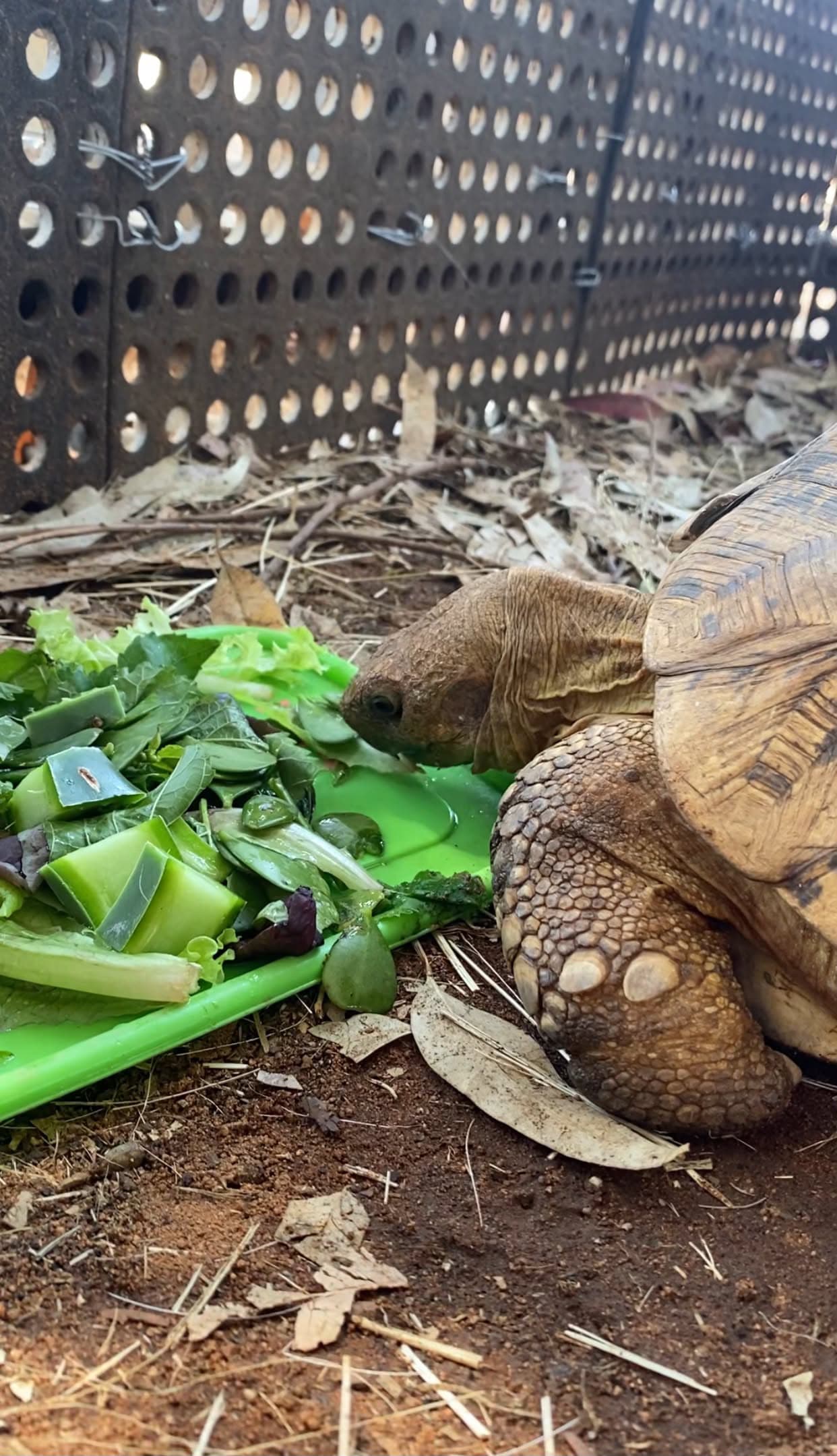A leopard tortoise eating its greens