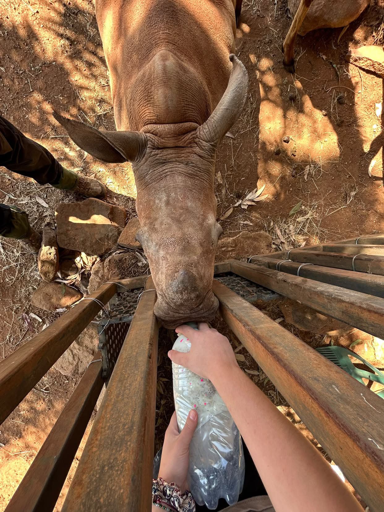 Bottle-feeding a rhino at the end of the day