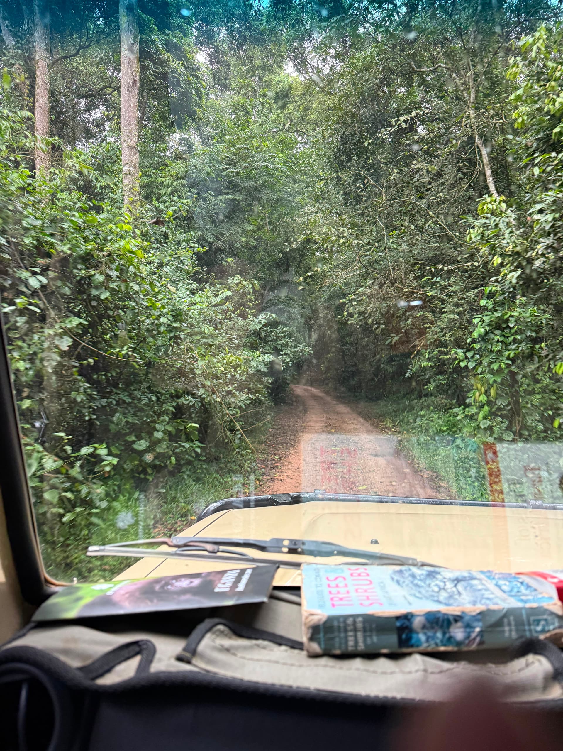 The lush canopy of the Kibale rainforest seen on the drive in