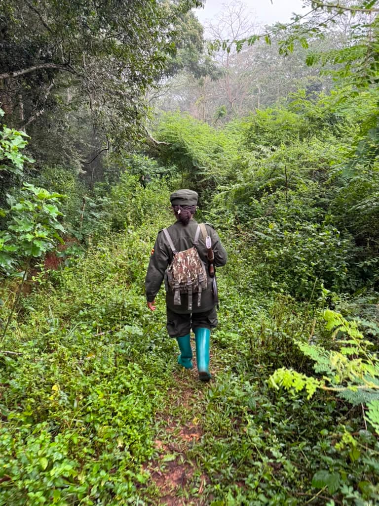 Walking into the rainforest behind the rangers and trackers