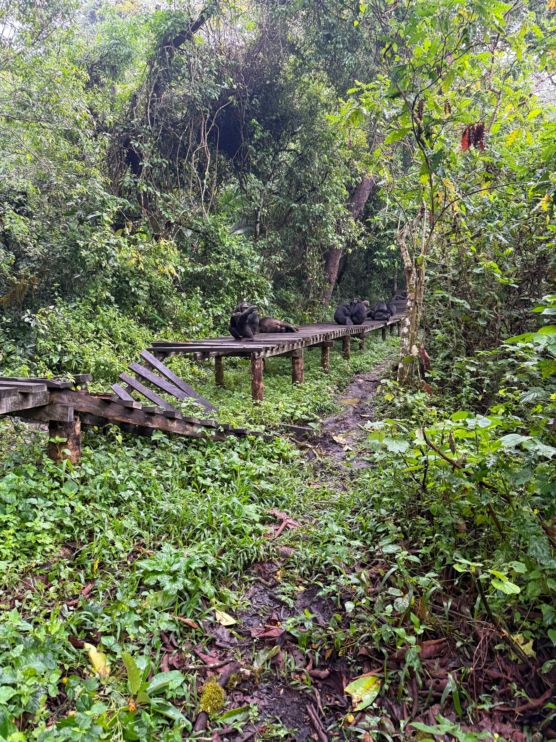 A chimpanzee family glimpsed through the rainforest trees