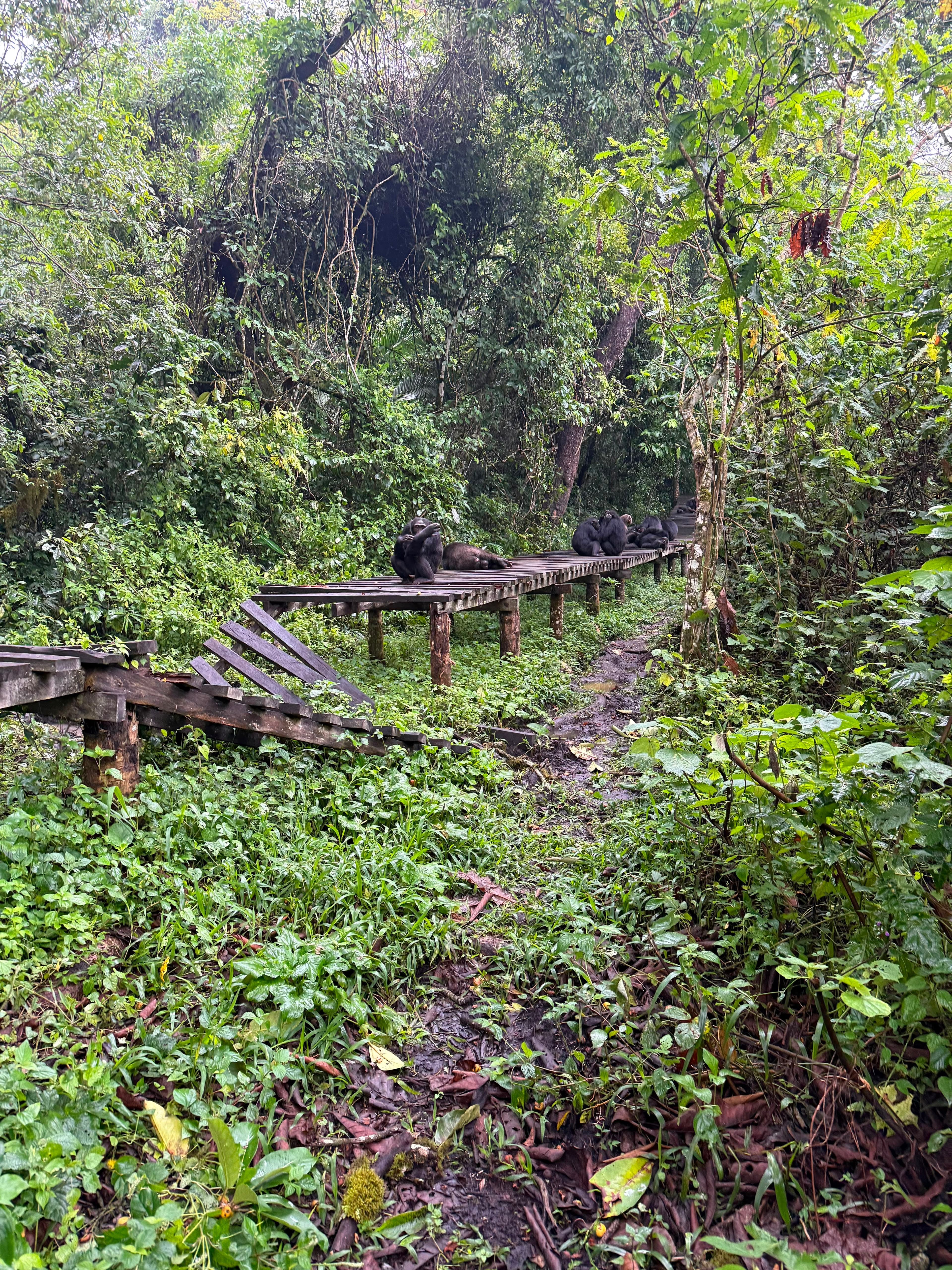 Photographing the chimpanzee family in the forest