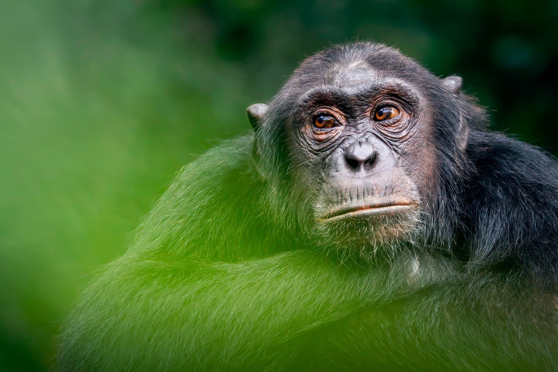 The lush canopy of the Kibale rainforest in Uganda