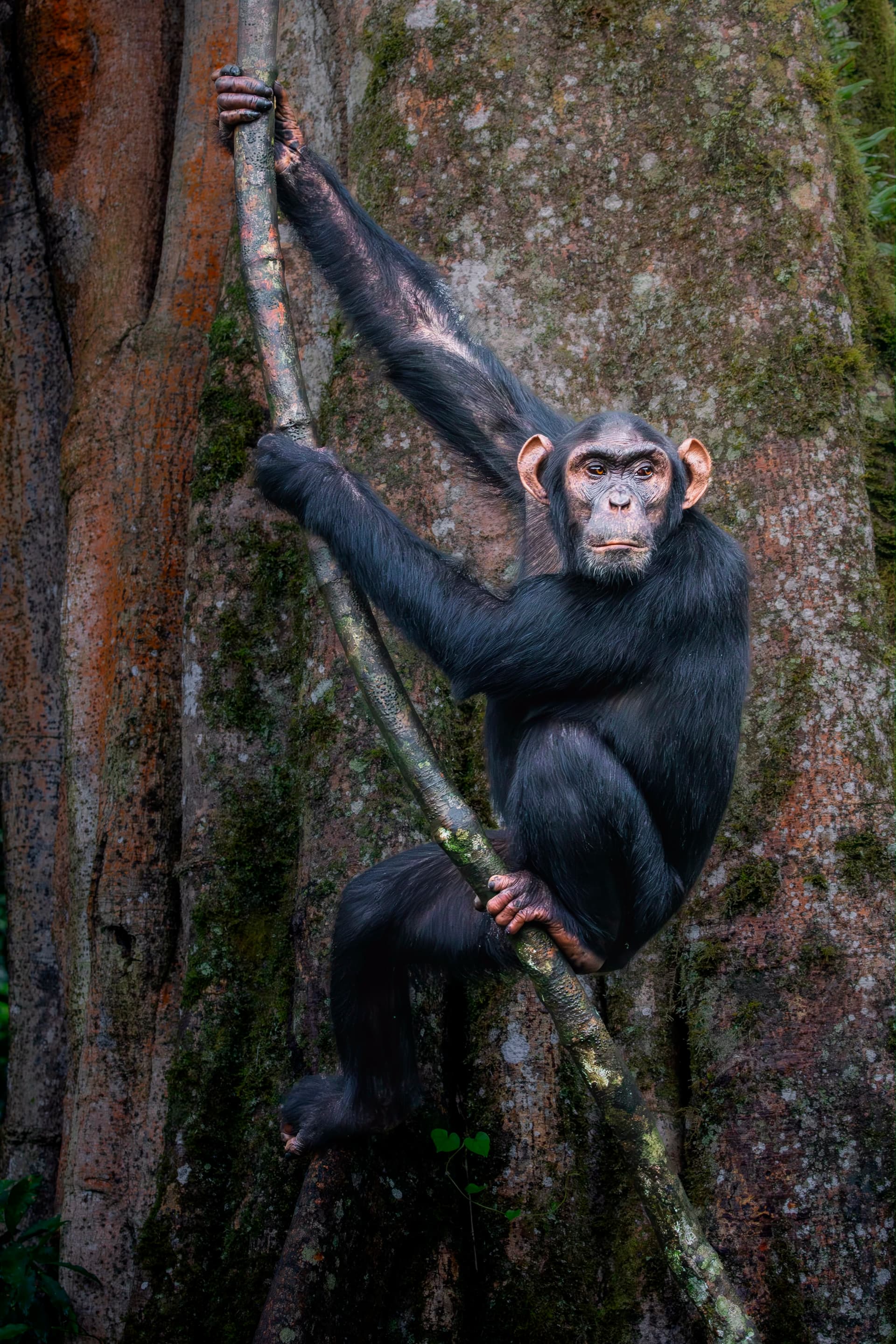 A chimpanzee resting in the forest during the hour with the family