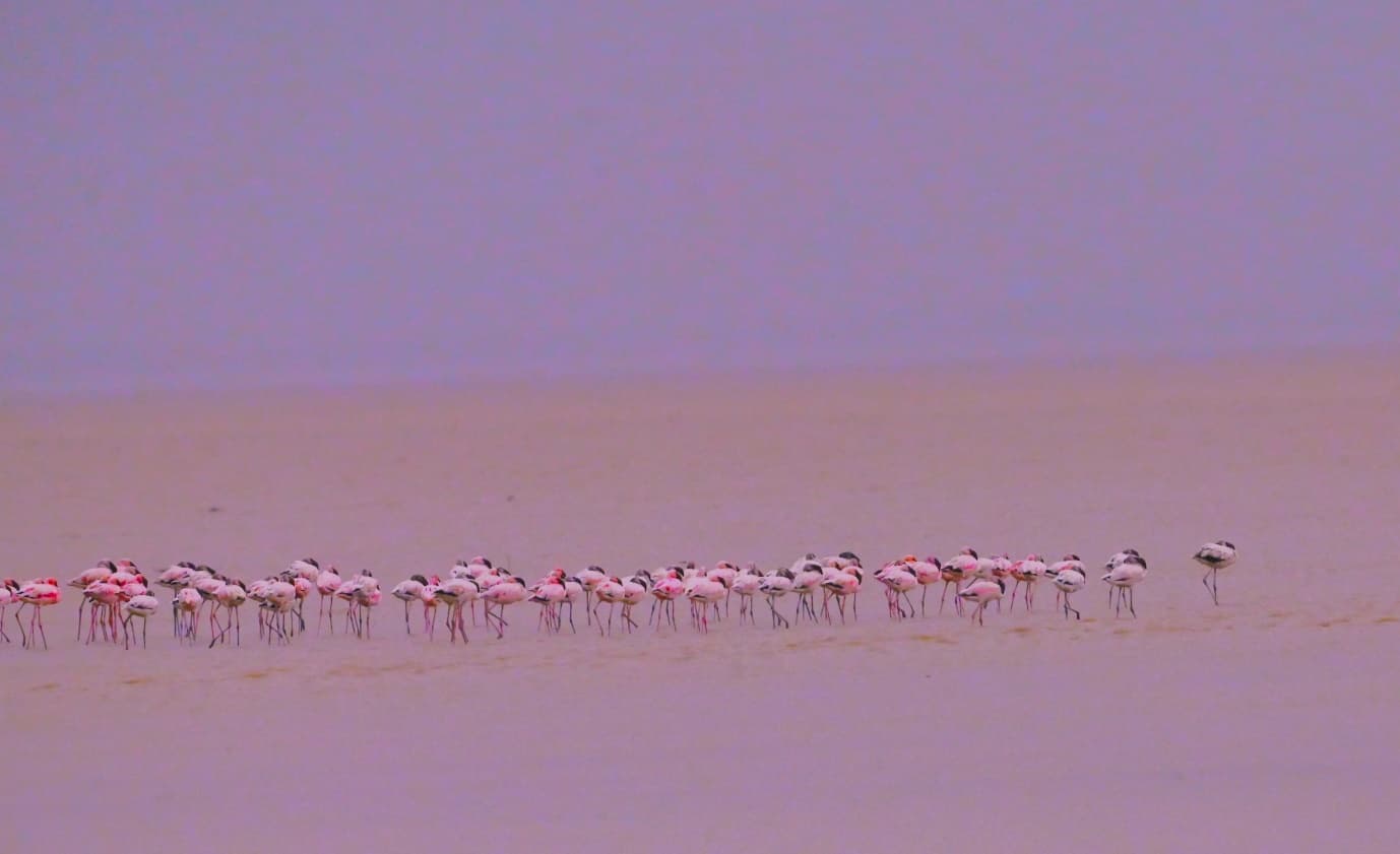 A Bed of Roses: Flamingos in the Little Rann of Kutch