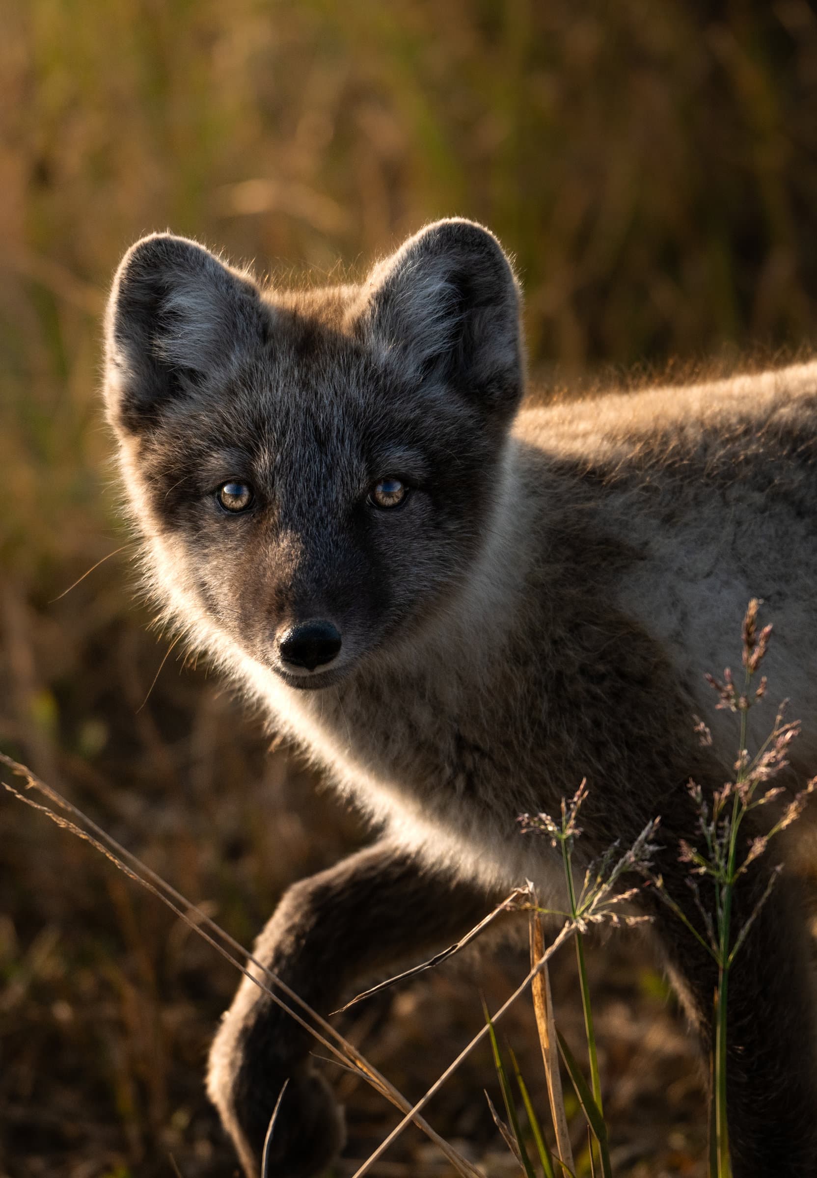 Climate Change and the Arctic Fox: The Red Fox Invasion