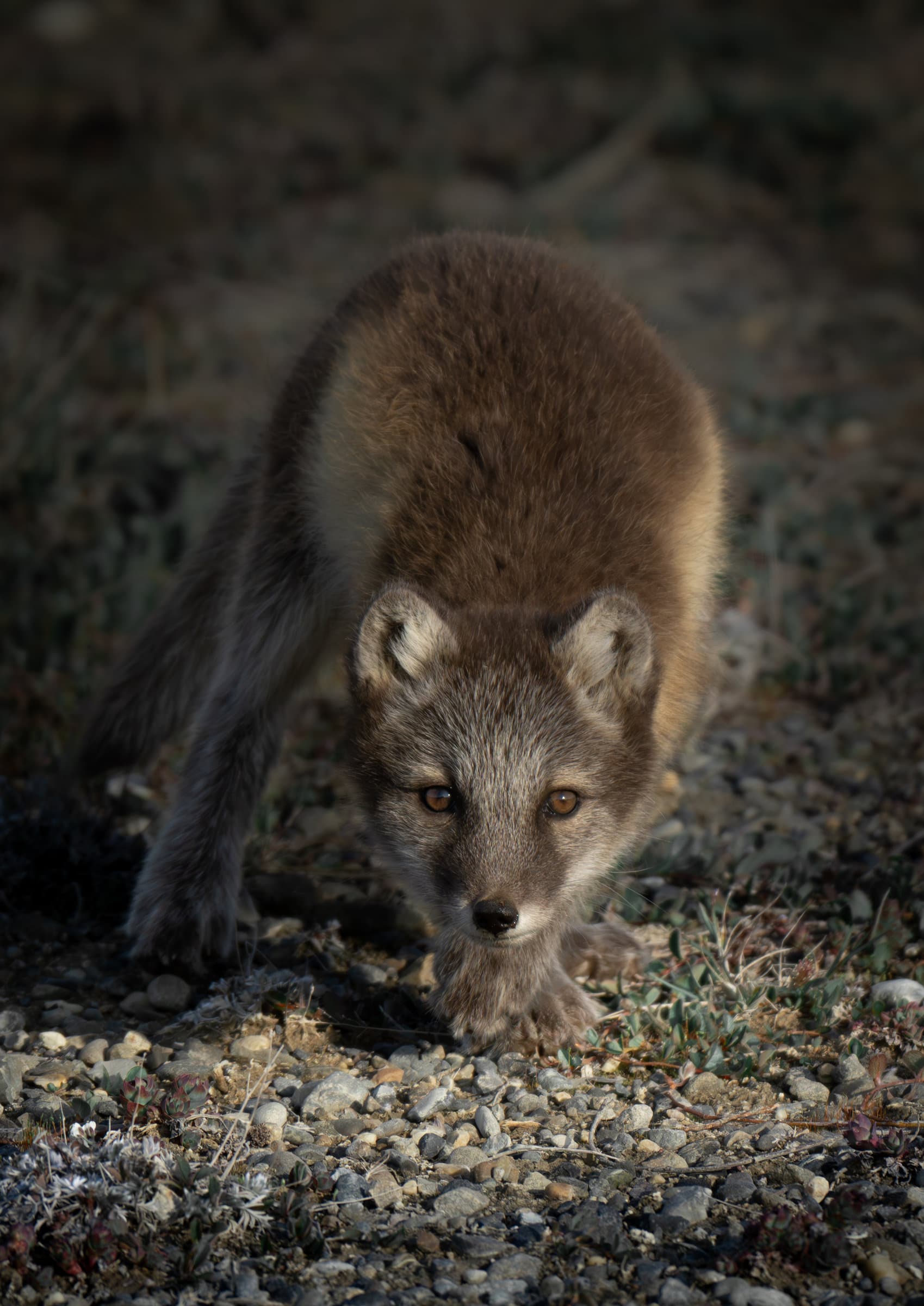 Arctic fox hunting
