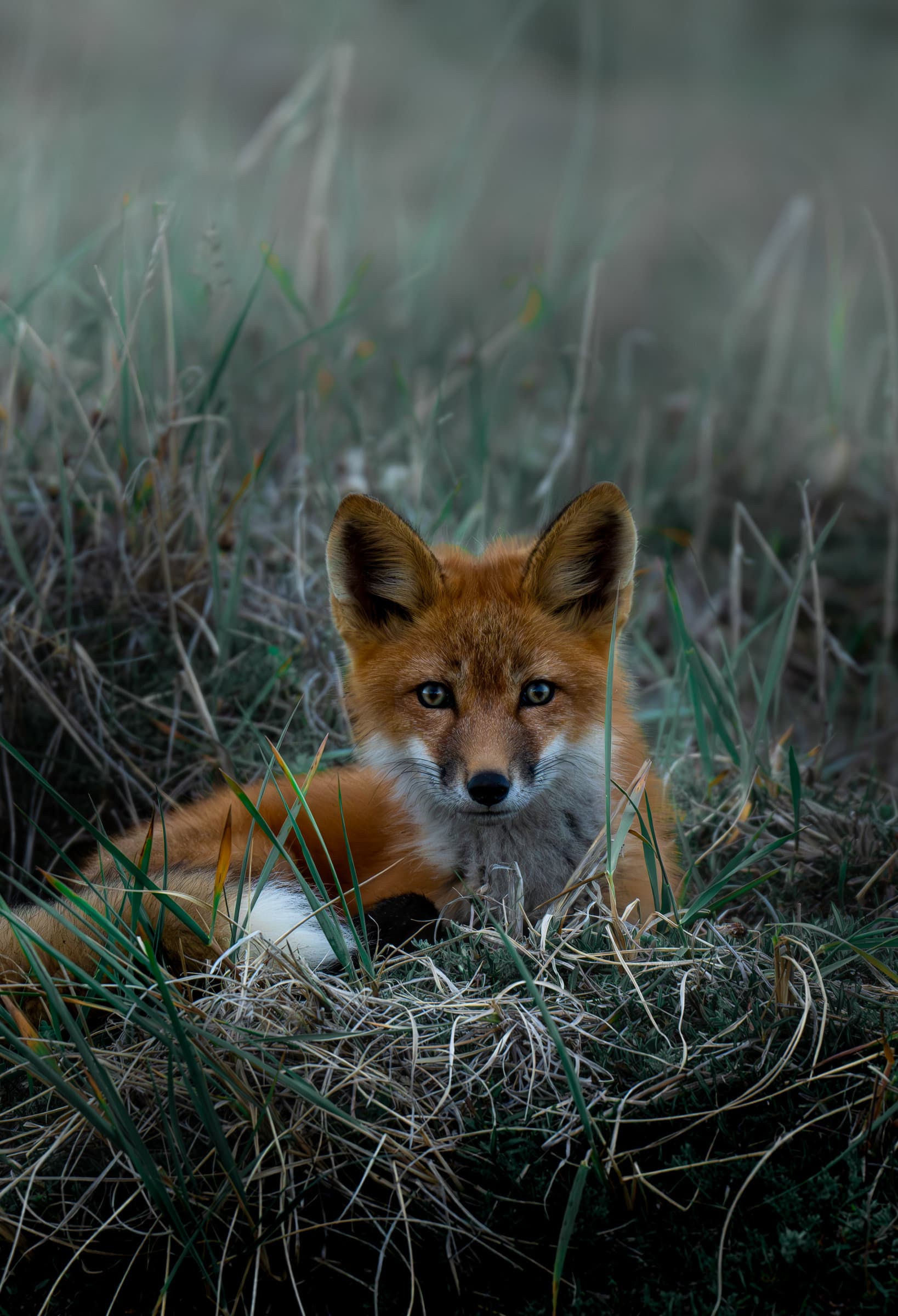 Red fox