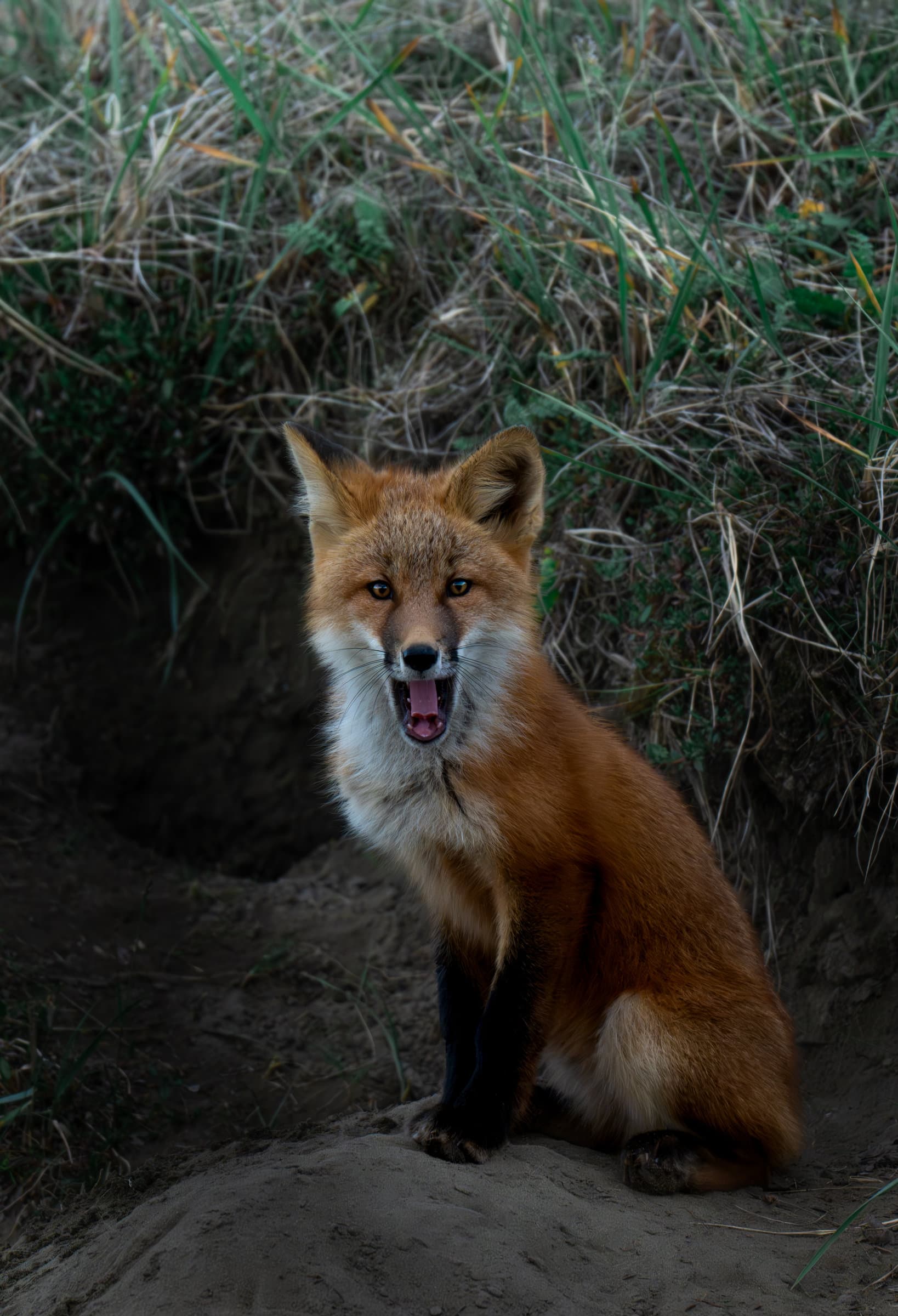 Yawning red fox
