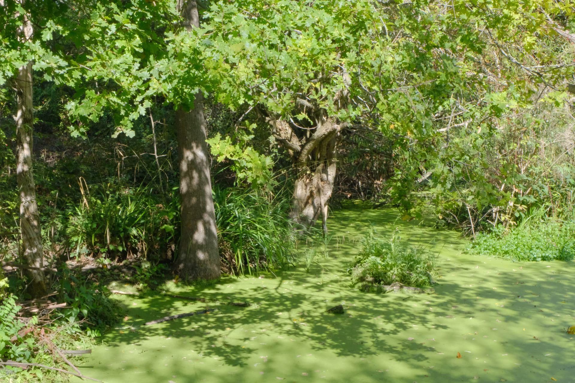 Dam Good Idea: The London Beavers Offering Respite from Drought