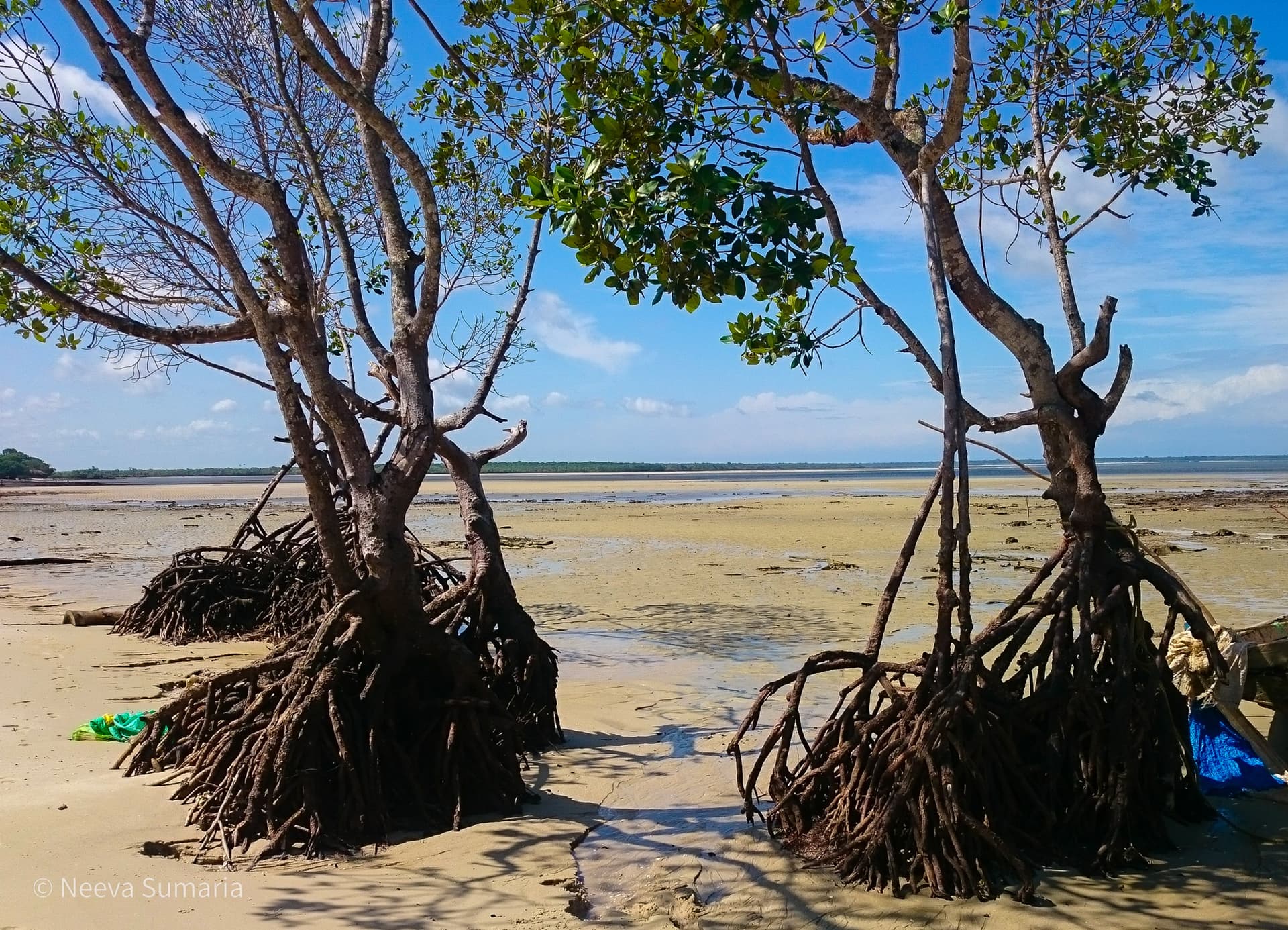 Entangled in Mangroves