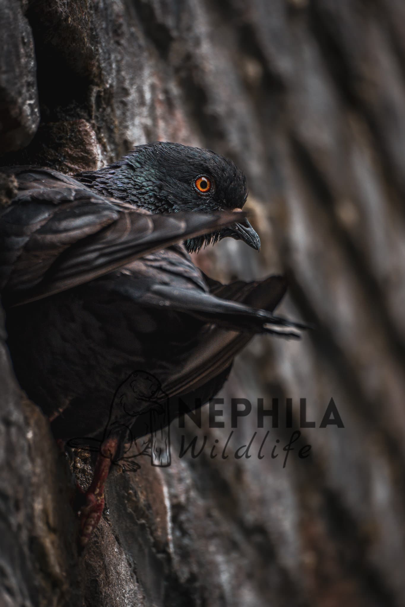 Hated, Shunned, and Misunderstood: The Story of the City Pigeon