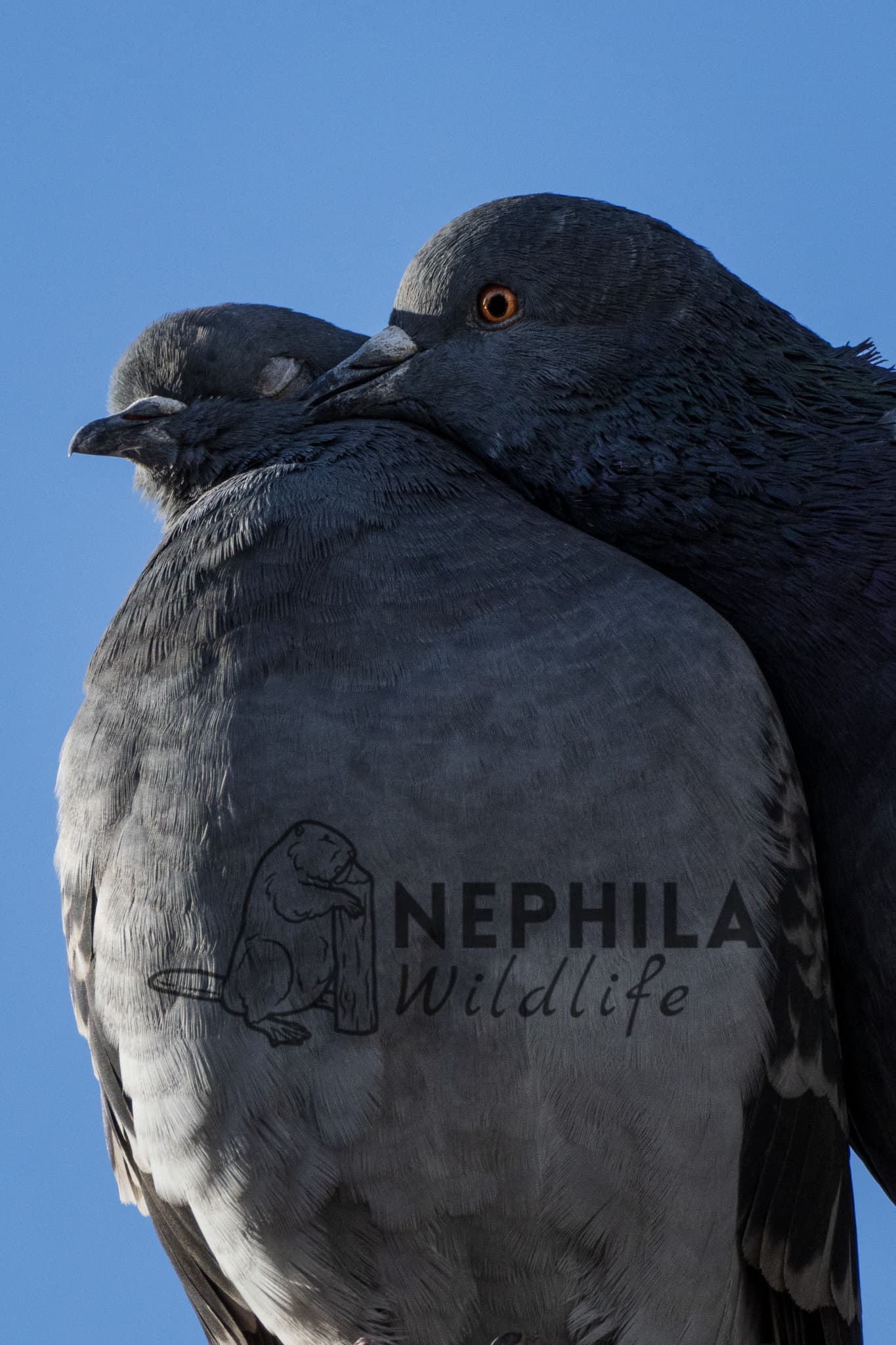 An adult pigeon couple