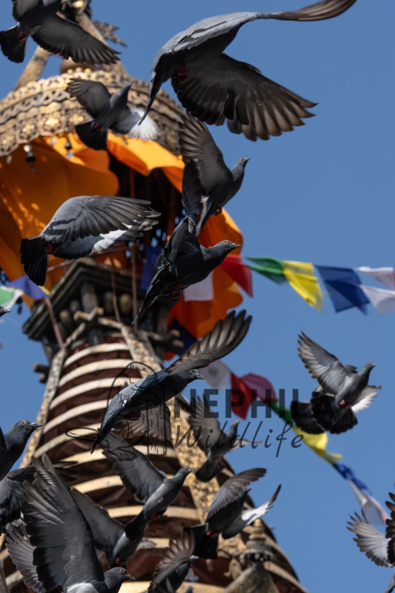 "Sacred" pigeons of Nepal