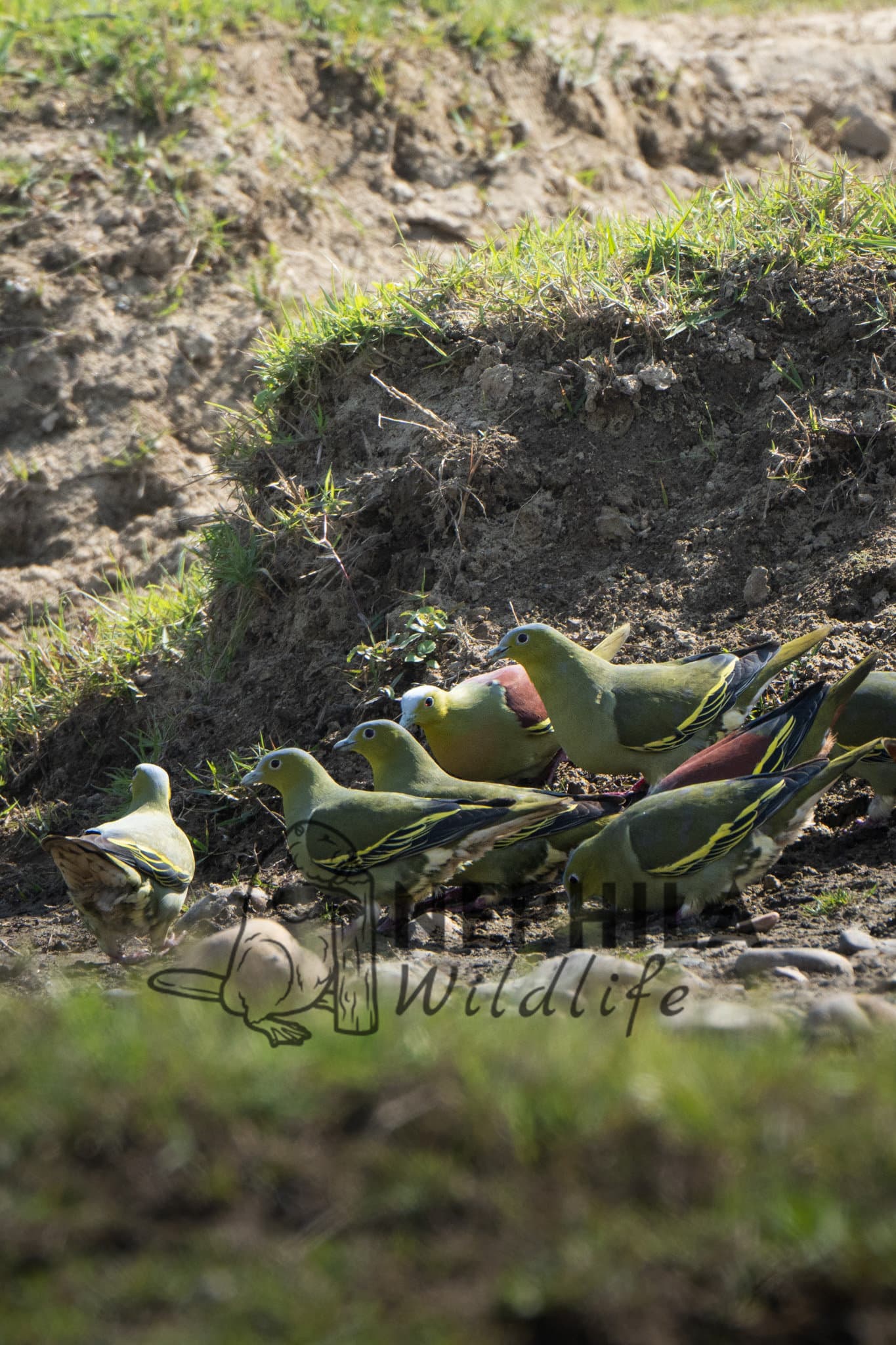 Green Pigeon from Nepal.
