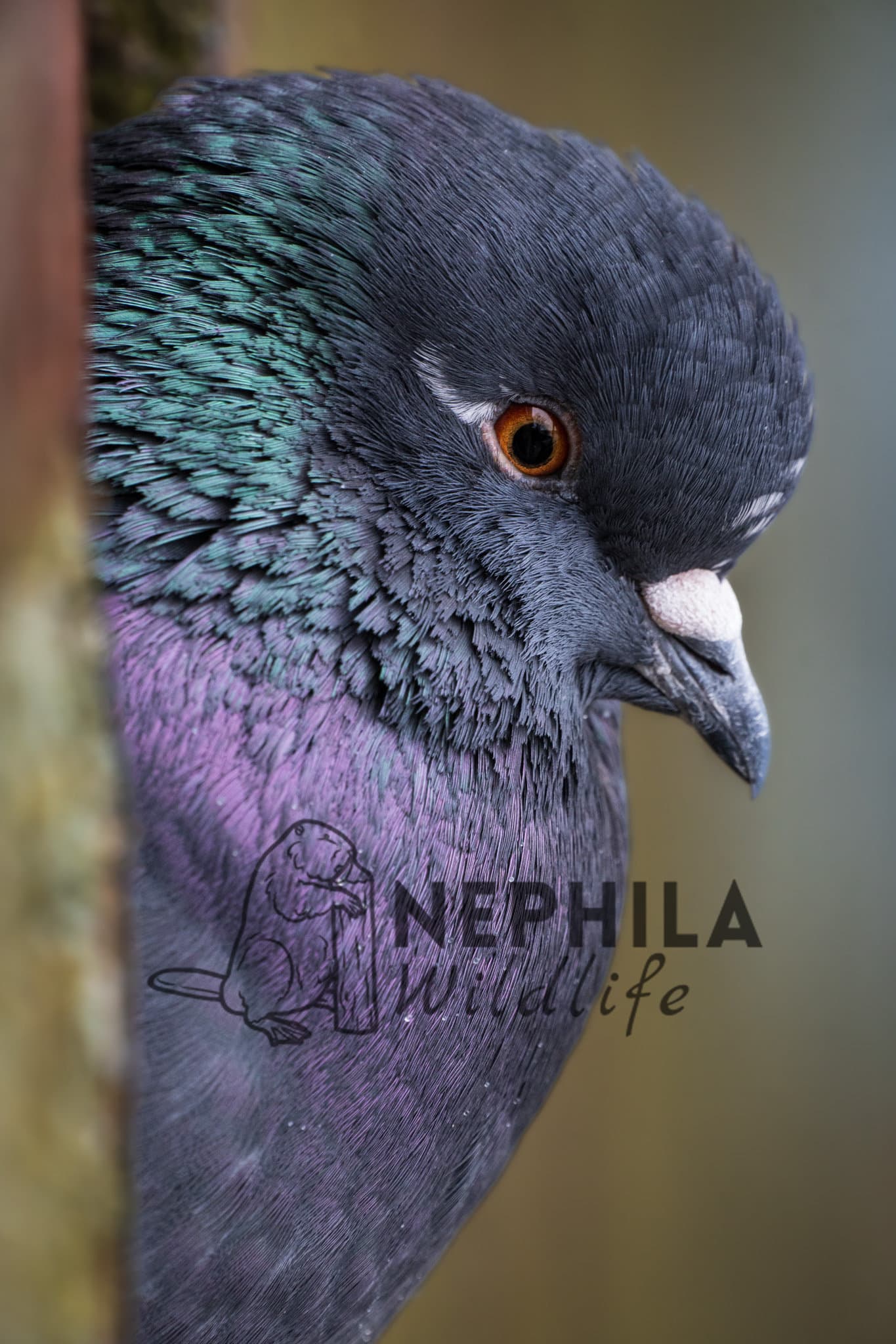 Pigeon showcasing its beautiful physical characteristics