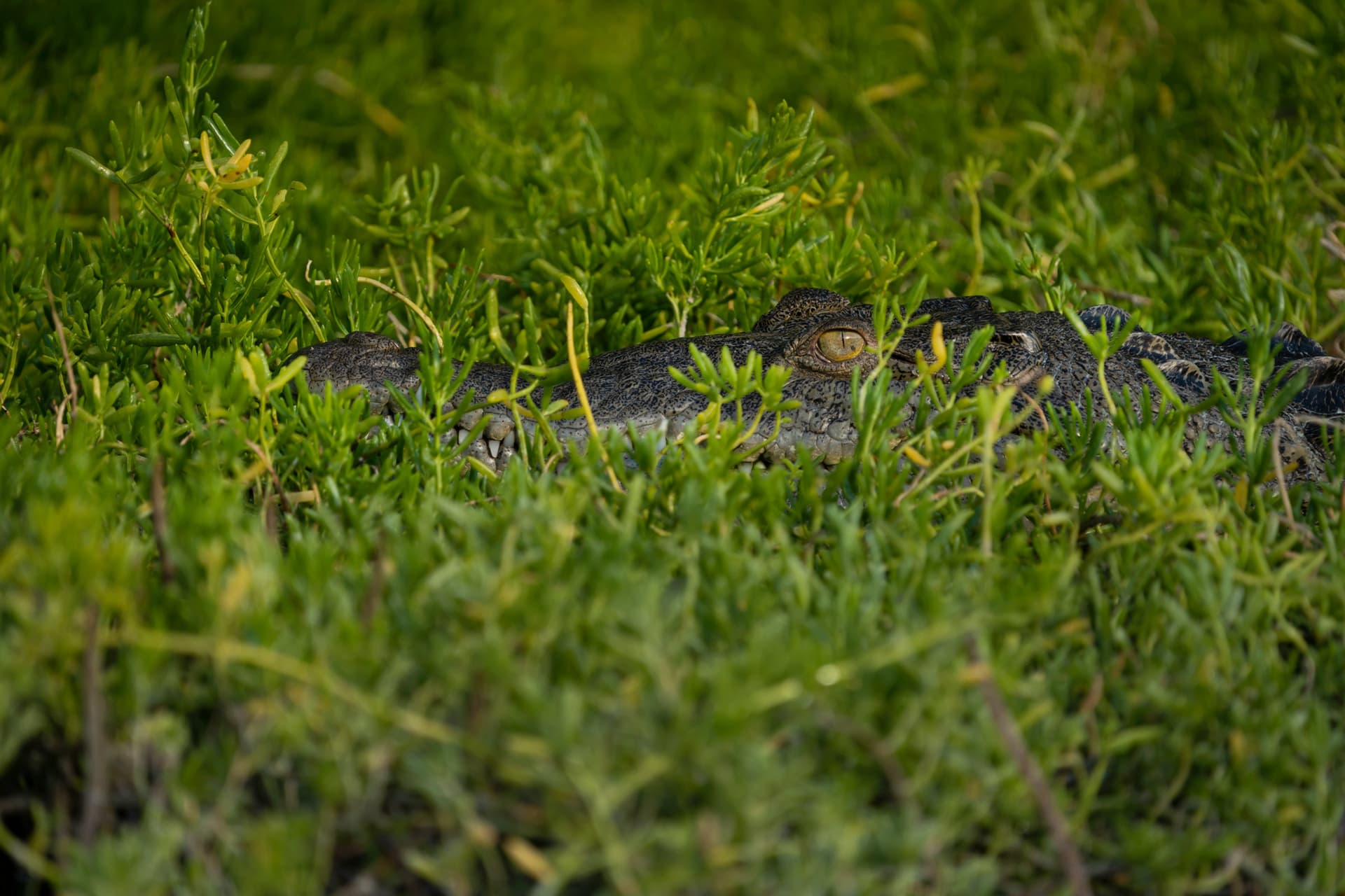 Holbox Wildlife: How Urbanization Is Reshaping Mexico's Yucatán Peninsula