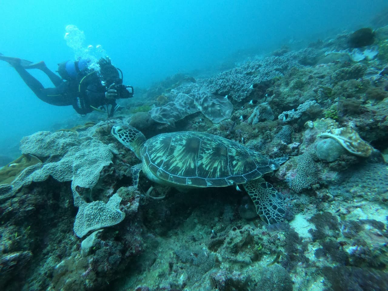 Kenya's Battle to Protect Sea Turtles, at Sea and on Land