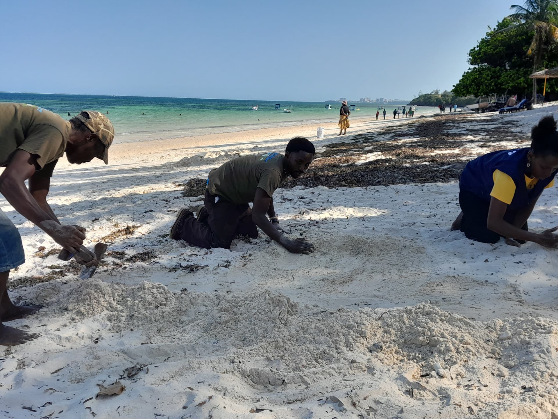 Members of Mtwapa Maweni Turtle Project release dozens of green turtle hatchlings into the Indian Ocean at Mtwapa Beach, guiding them safely past shorebirds and crabs in a bid to boost survival rates. This year alone, the community-led group, founded in 2008 and officially authorized in 2020, has released over 8,000 hatchlings [Amos Kiarie]