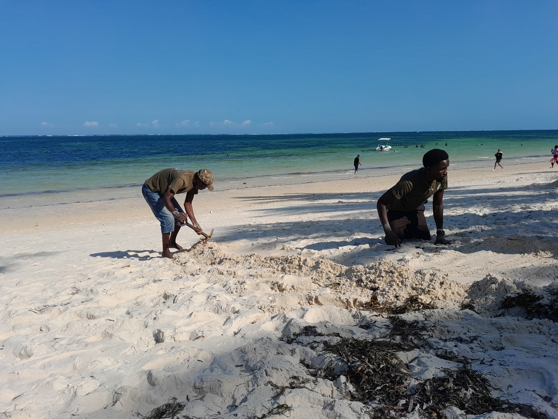 Volunteers from the Mtwapa Maweni Turtle Project locate and secure a vulnerable nest site under palm shade at Mtwapa Beach to reduce trampling and poaching risk. [Amos Kiarie]