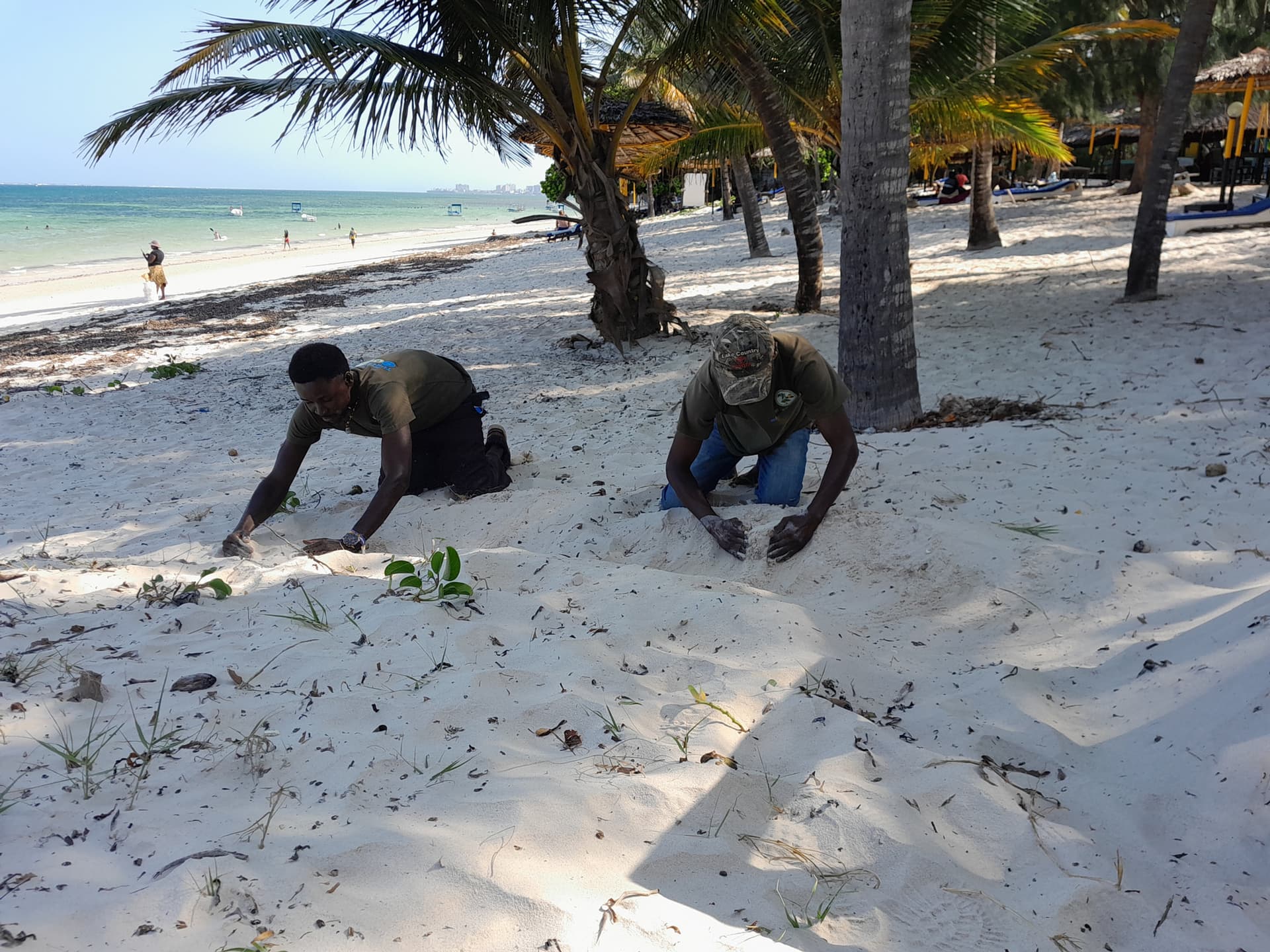 Mtwapa Maweni Turtle Project members reinforce a nesting area and clear a safe corridor so hatchlings can reach the surf without obstacles. [Amos Kiarie]