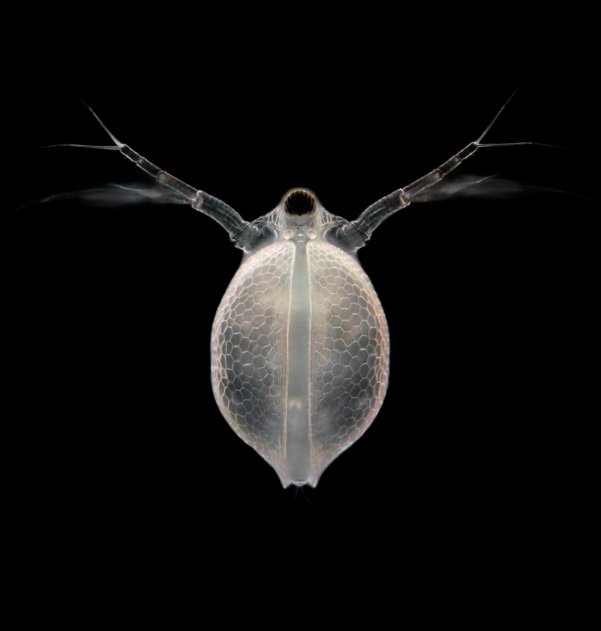 Our Tiny Companions: The Wonderful World of Microscopic Organisms