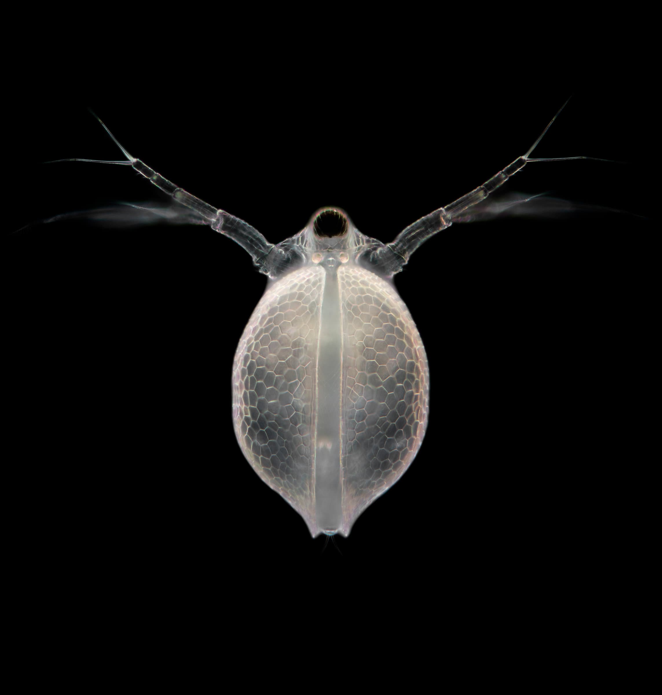 Macro stories from Untold Wildlife
