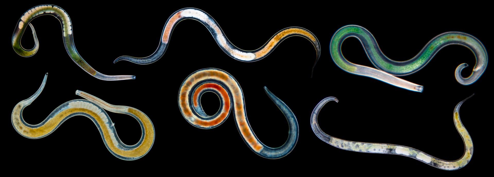Marine nematodes.