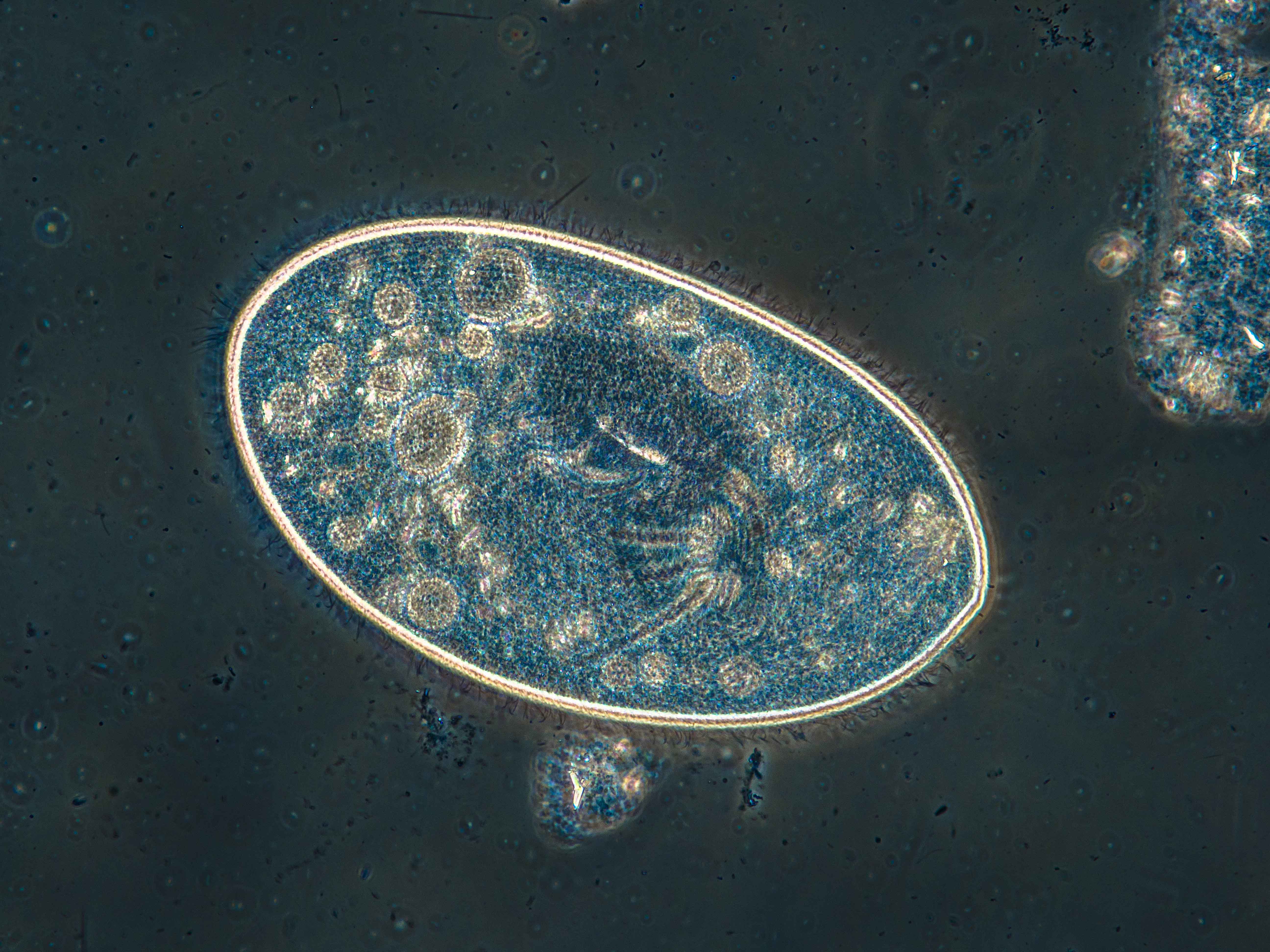 Protozoan ciliate. Paramecium sp.
