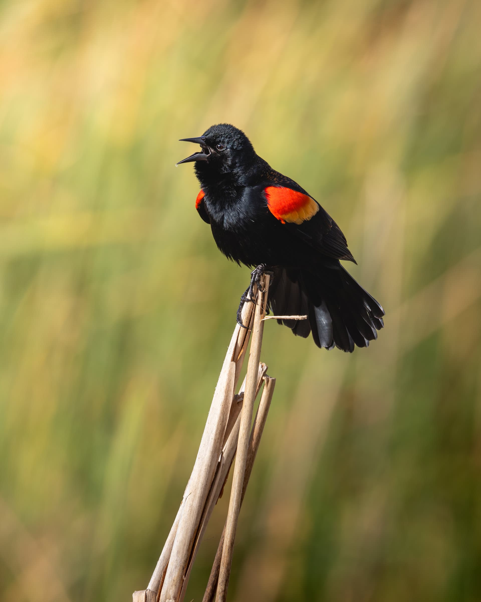 Photographing Wildlife in Your Own Yard