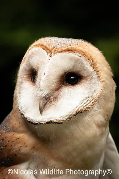 Protecting Barn Owls: Community Involvement in the Netherlands