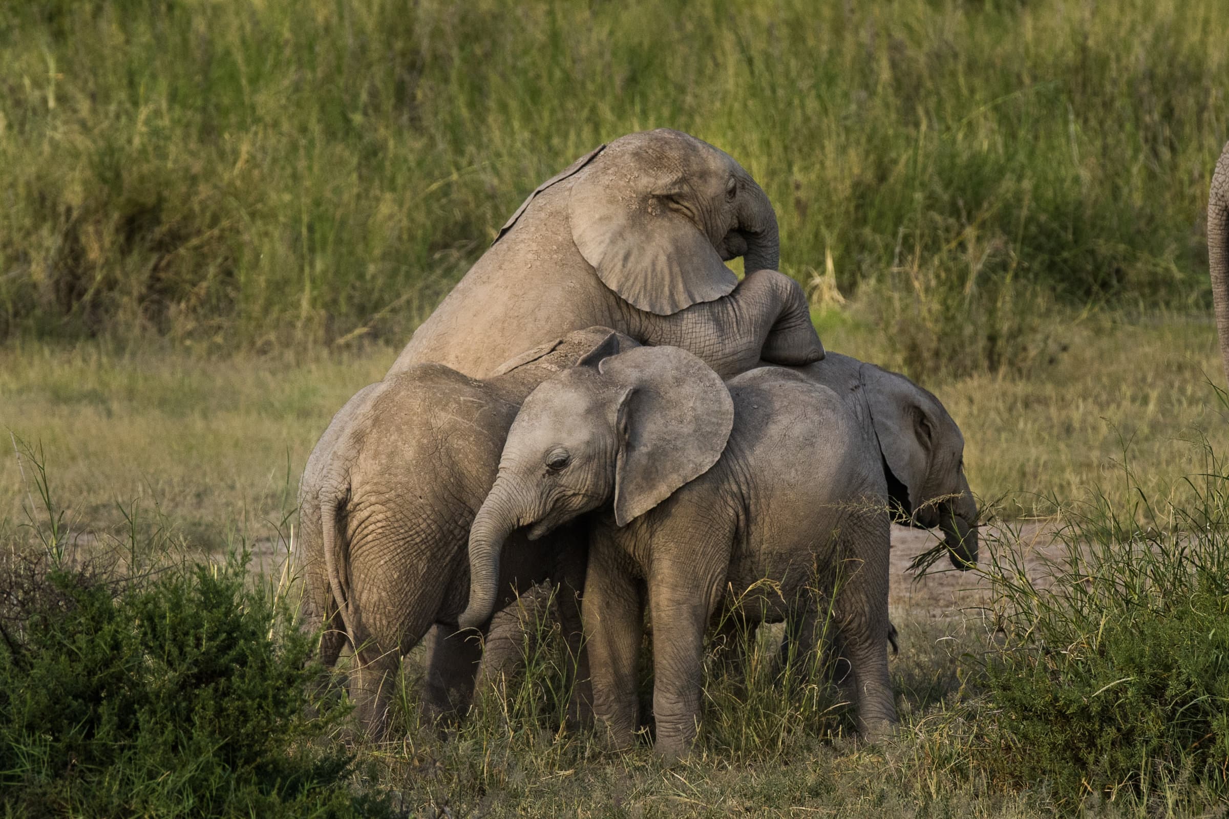 Elephant calves playing together in their herd at Amboseli National Park. ©IFAW, Photographer: Barbara Hollweg