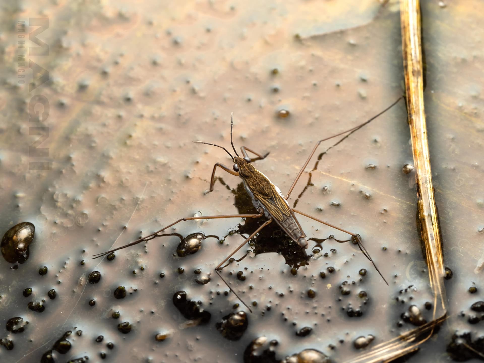 Some Life in the Pond: Of Water Striders and Damselflies