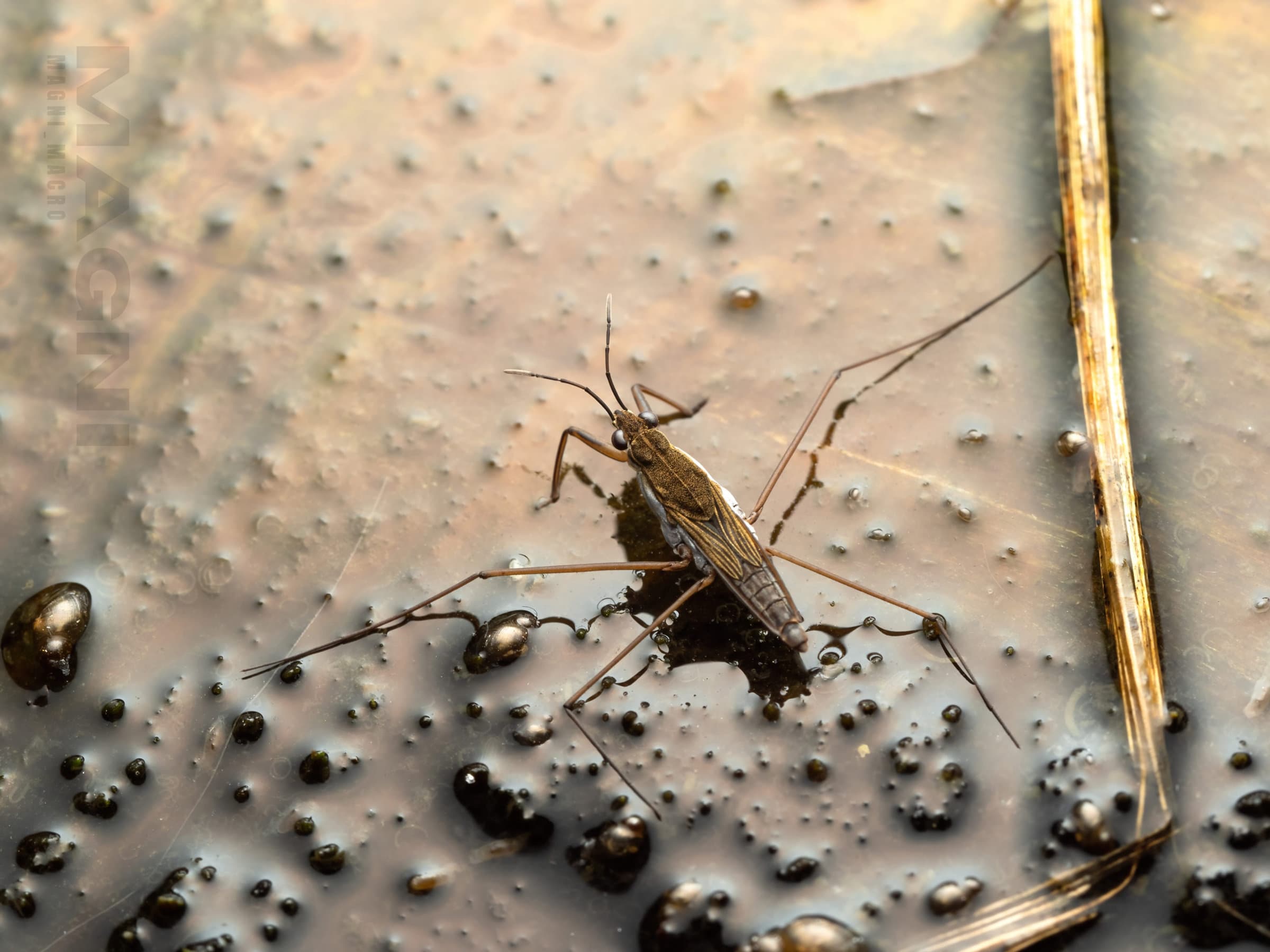 Water strider in shallow water