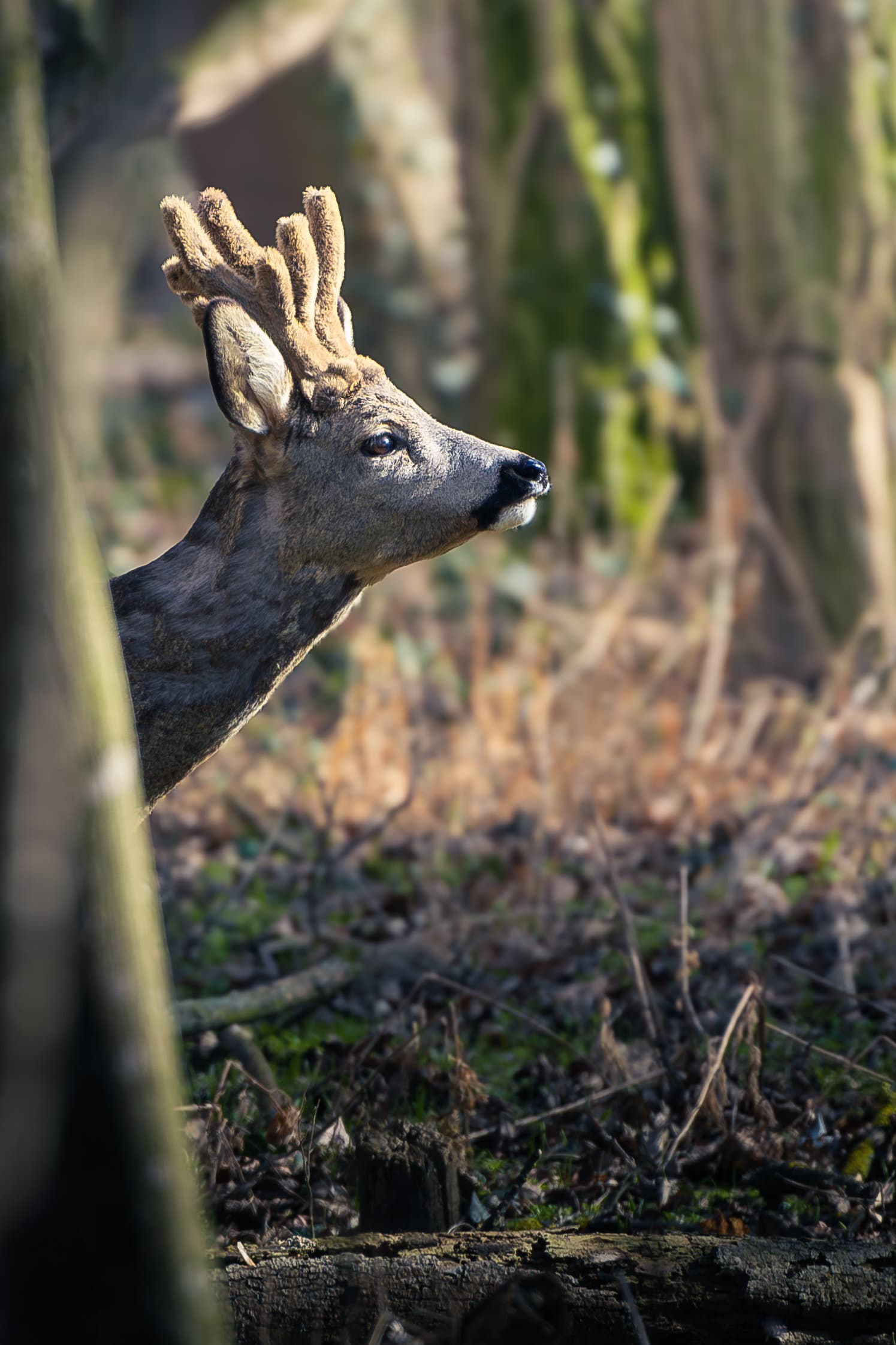 Survival of the Fittest: How Wildlife Adapts to Urban Habitats