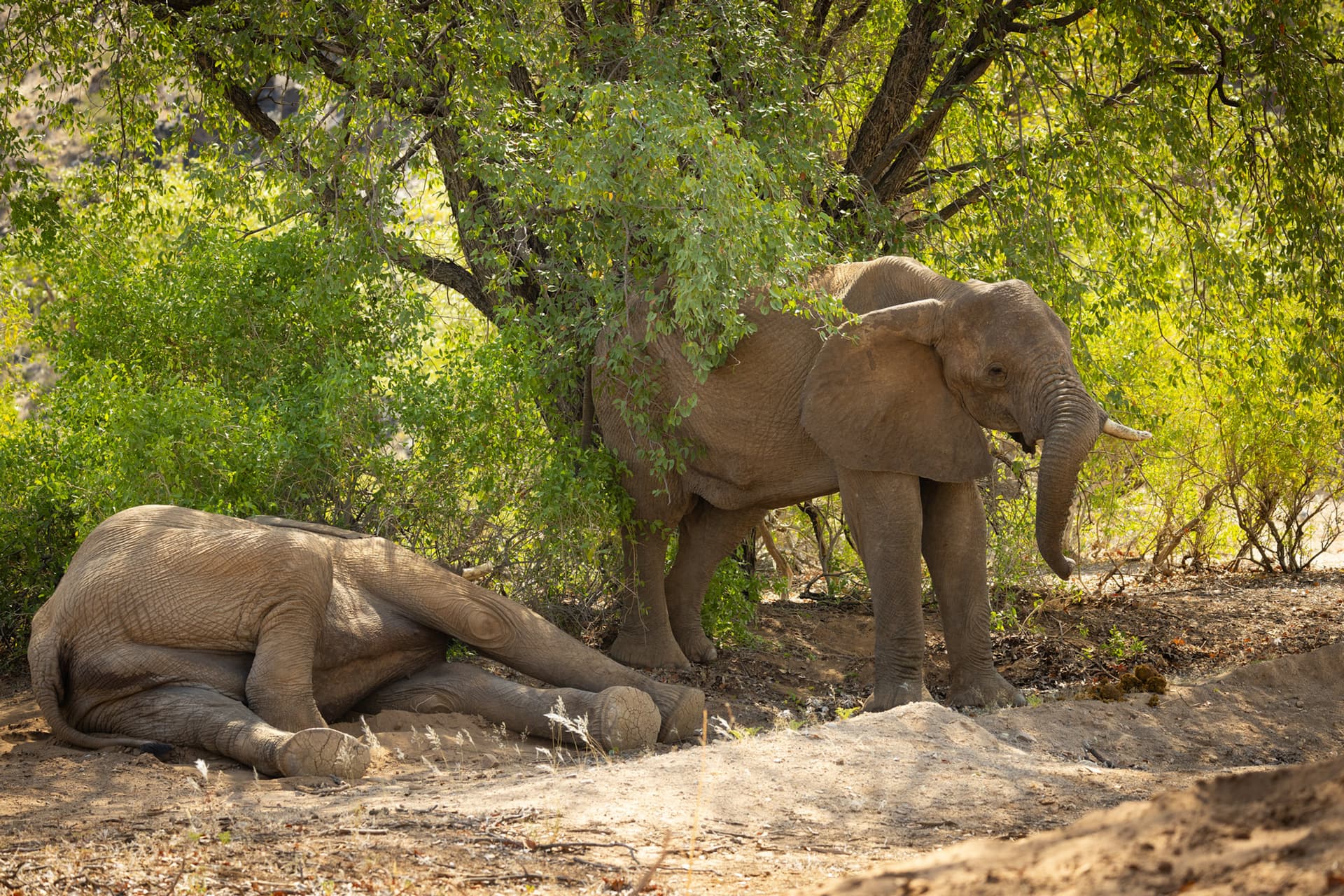The Enchantment of African Wildlife: A Photographer's Heaven
