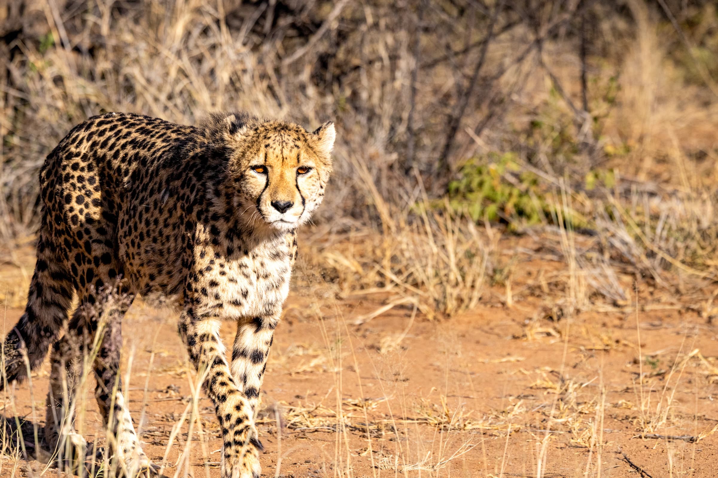 Cheetah at Okonjima Africat Foundation