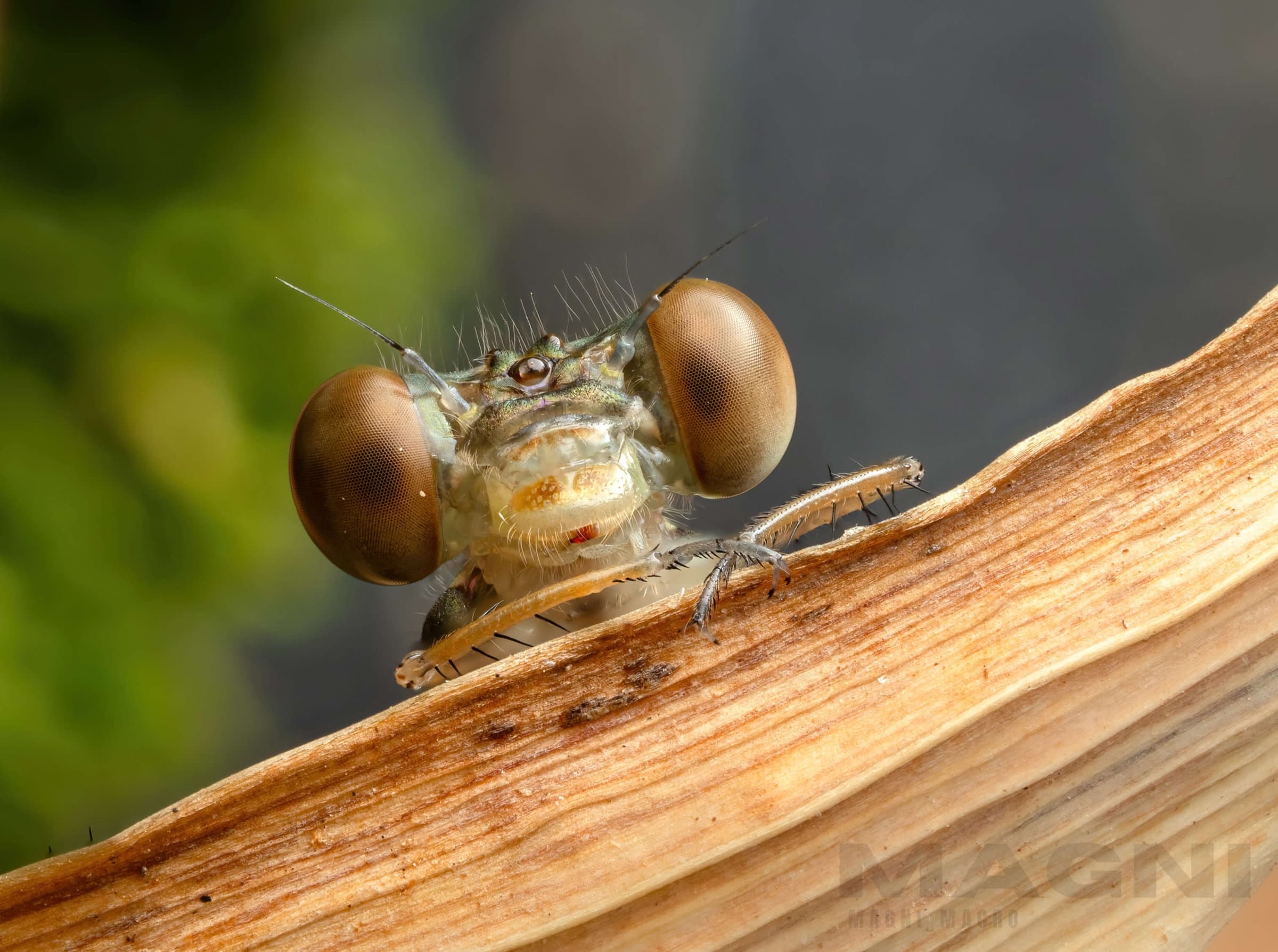 The Magic of Macro Photography