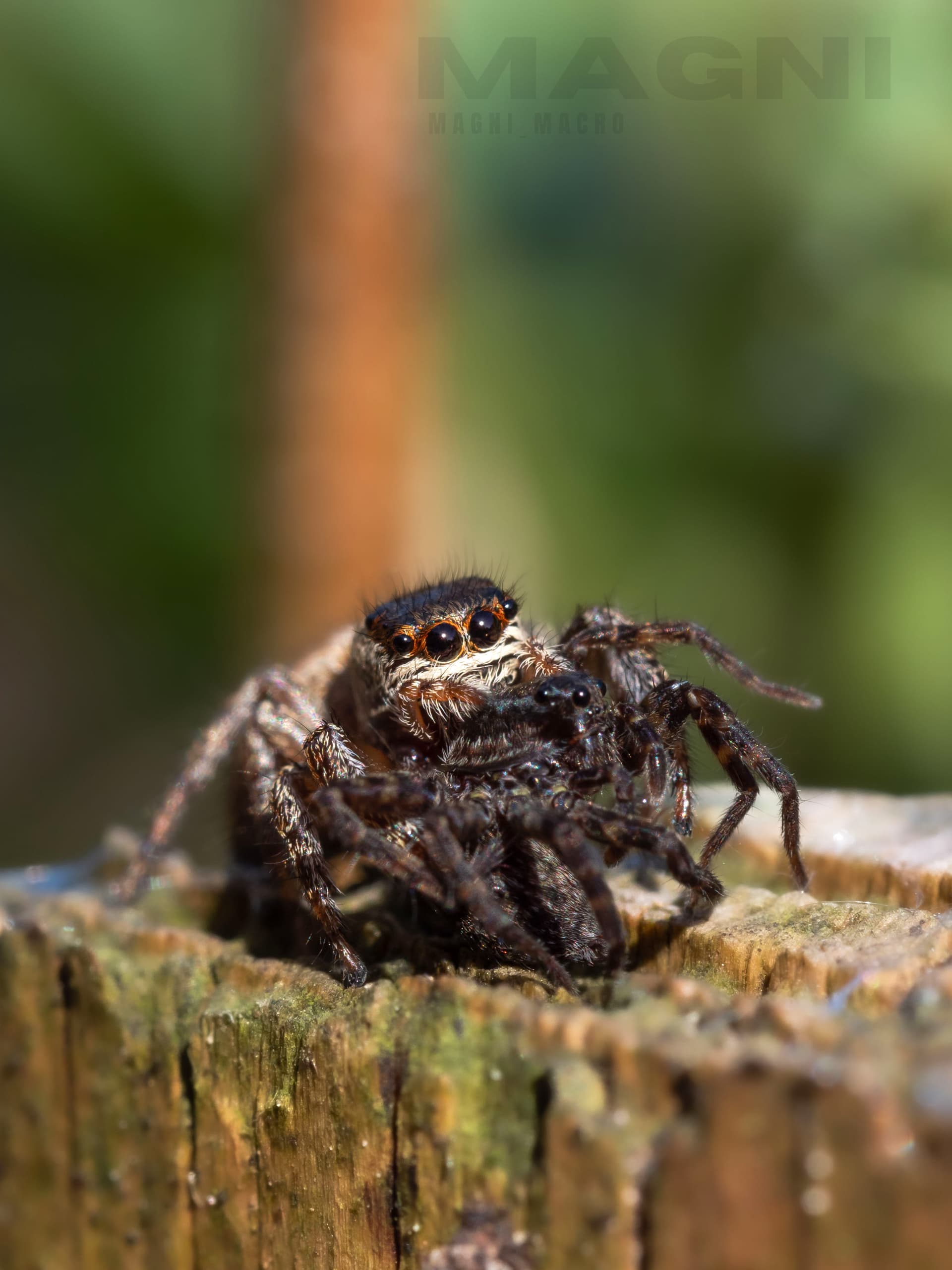 The jumping spider starting it all