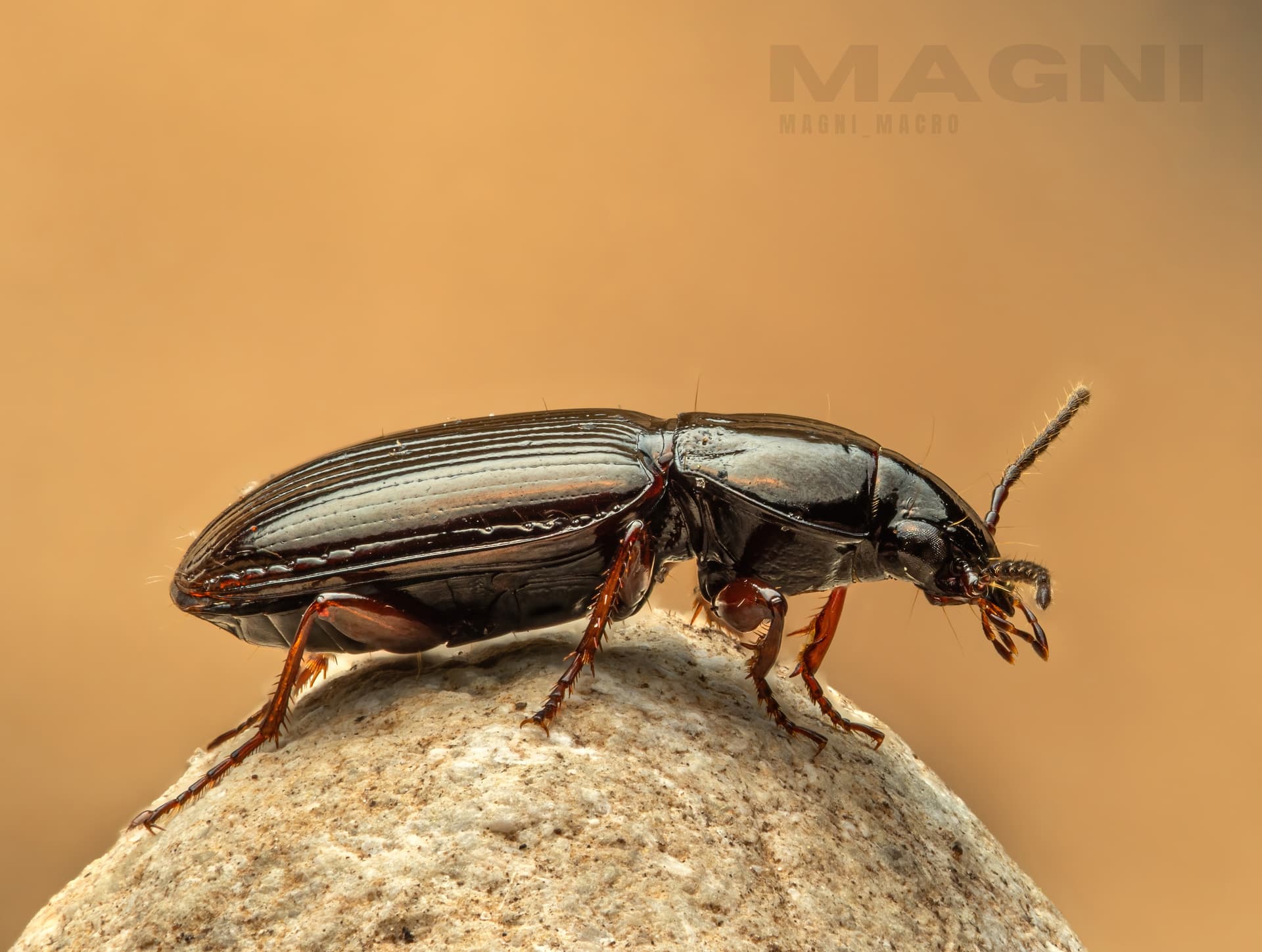 Harpalinae beetle