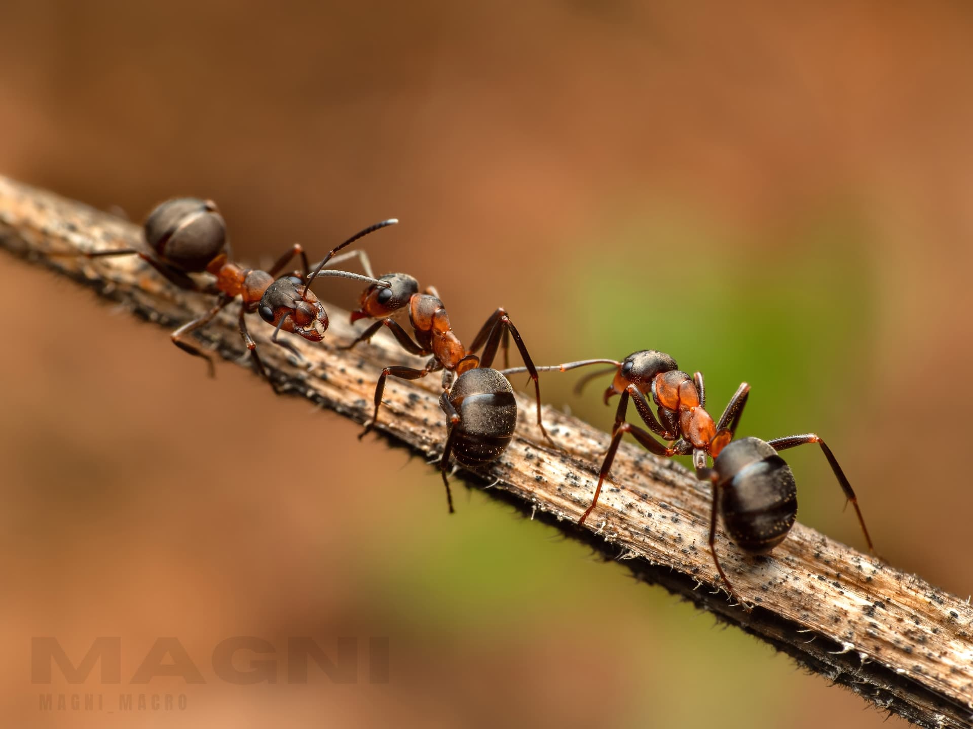 Forest ants on patrol